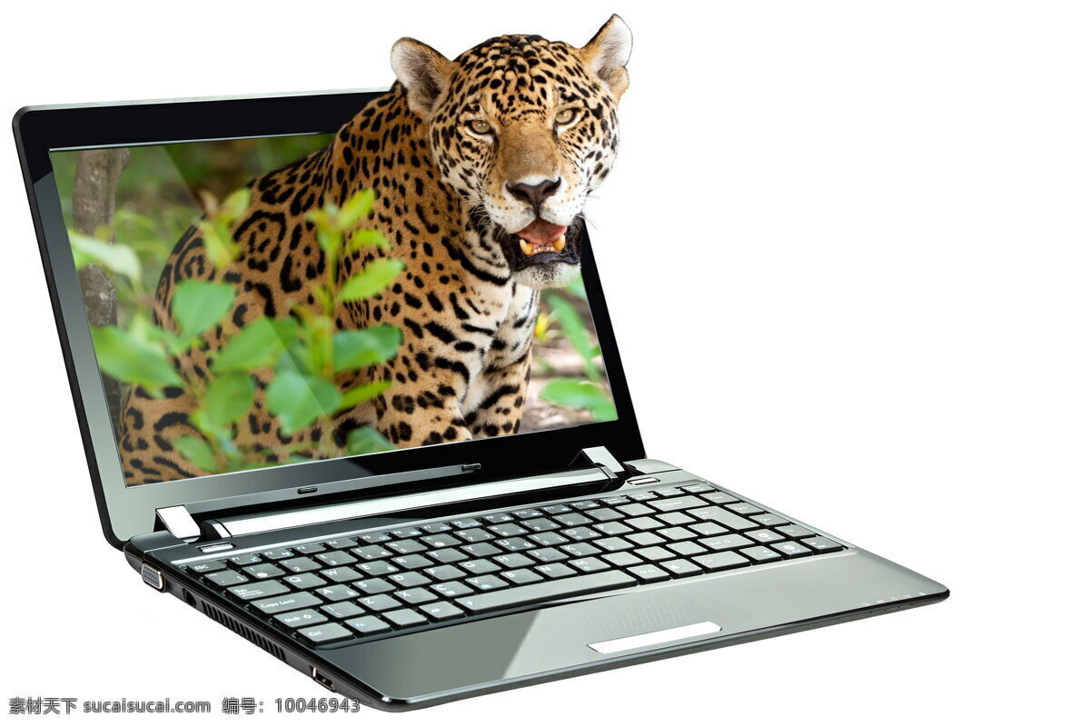 高清 创意 笔记本 电脑 豹子 高科技 屏幕 键盘