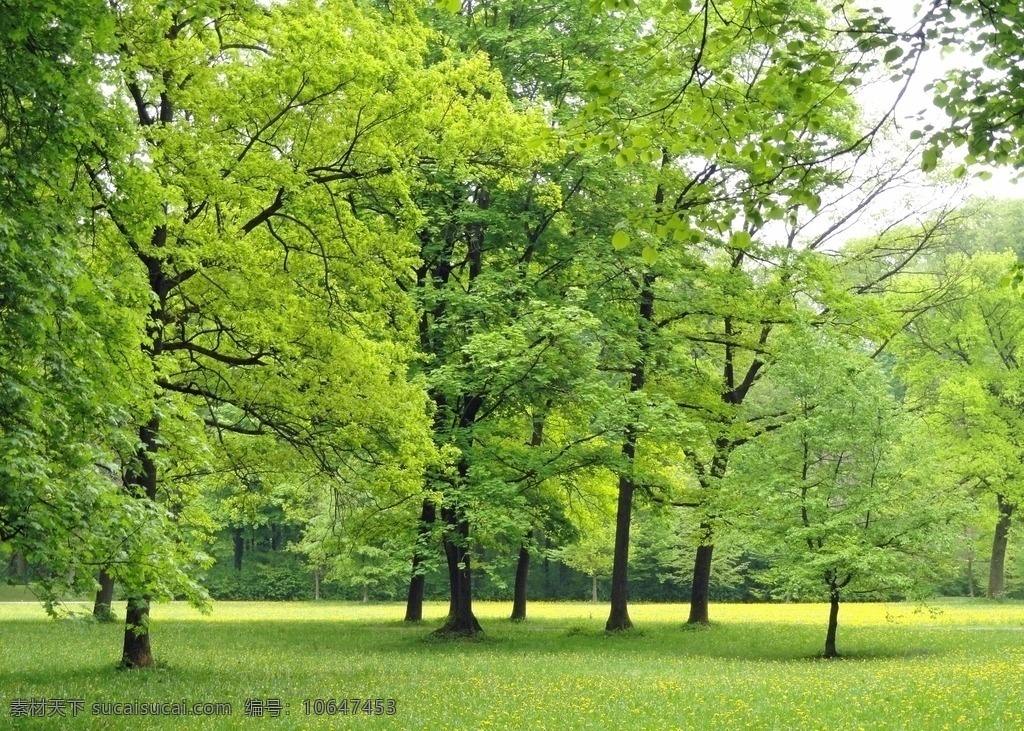 绿色风景 绿色 树木 风景 户外 美景 素材之家 自然景观 自然风景