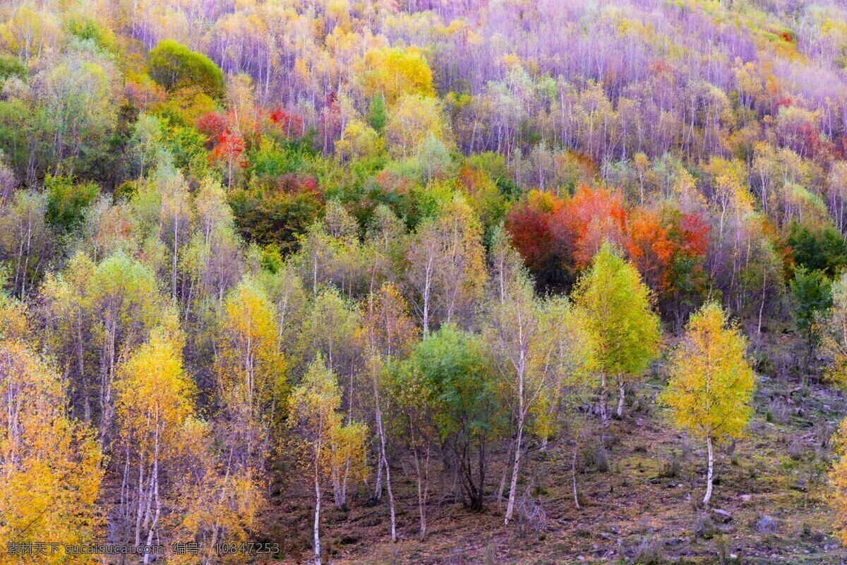 森林风景图片 自然景观 森林风景 行道树 行道树风景 自然风景 唯美风景 风景 风景图片 风景壁纸 大自然风景 自然风光 大自然风光 唯美图片 唯美壁纸 创意图片 植物 植物图片 绿色植物 花草树木 电脑壁纸 美景 美景图片 美景壁纸 旅游风景 森林 森林景观 森林植物