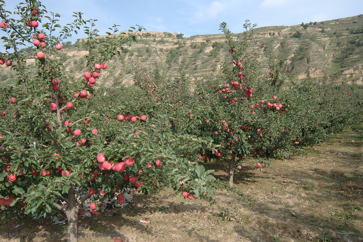 红彤彤 大 苹果 红彤彤大苹果 现代果园建设 静宁红富士 漂亮的苹果 苹果树 摄影图片包 自然景观 田园风光