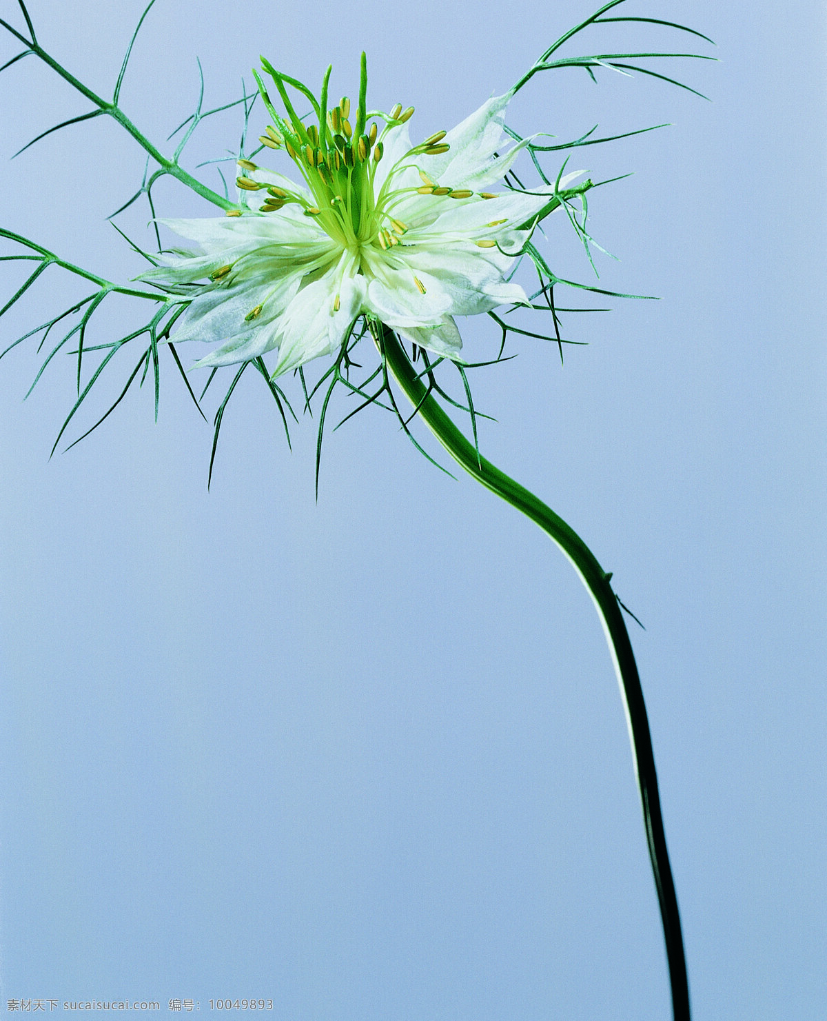 花 姿 花颜 百花世界 花瓣 花草 花朵 花蕊 全球 首席 大百科 一束花 花姿花颜花 生物世界