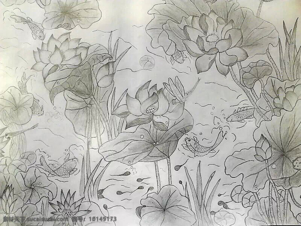 年年有余 素描 插画 荷花 小蝌蚪 鱼 灰色