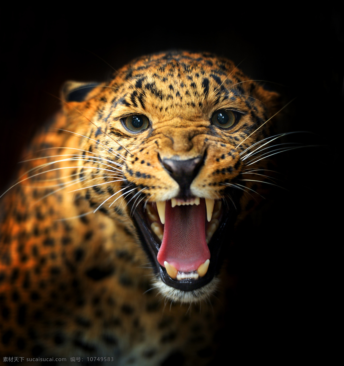 美洲豹 豹子特写 花豹 金钱豹 猎豹 非洲豹 动物 生物世界 野生动物