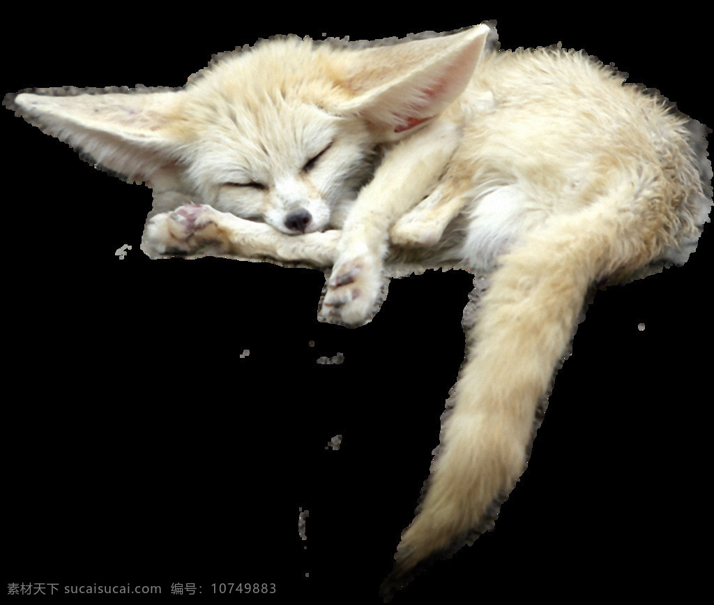 睡觉 可爱 耳廓 狐 免 抠 透明