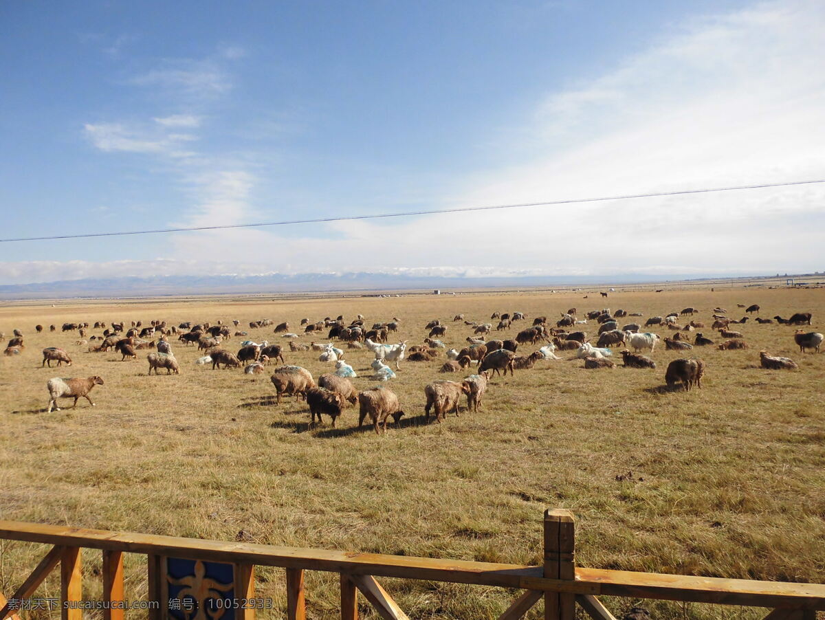 牛羊成群 蓝天牧场 自然风景 高原景观 白云 蓝天 旅游摄影 国内旅游