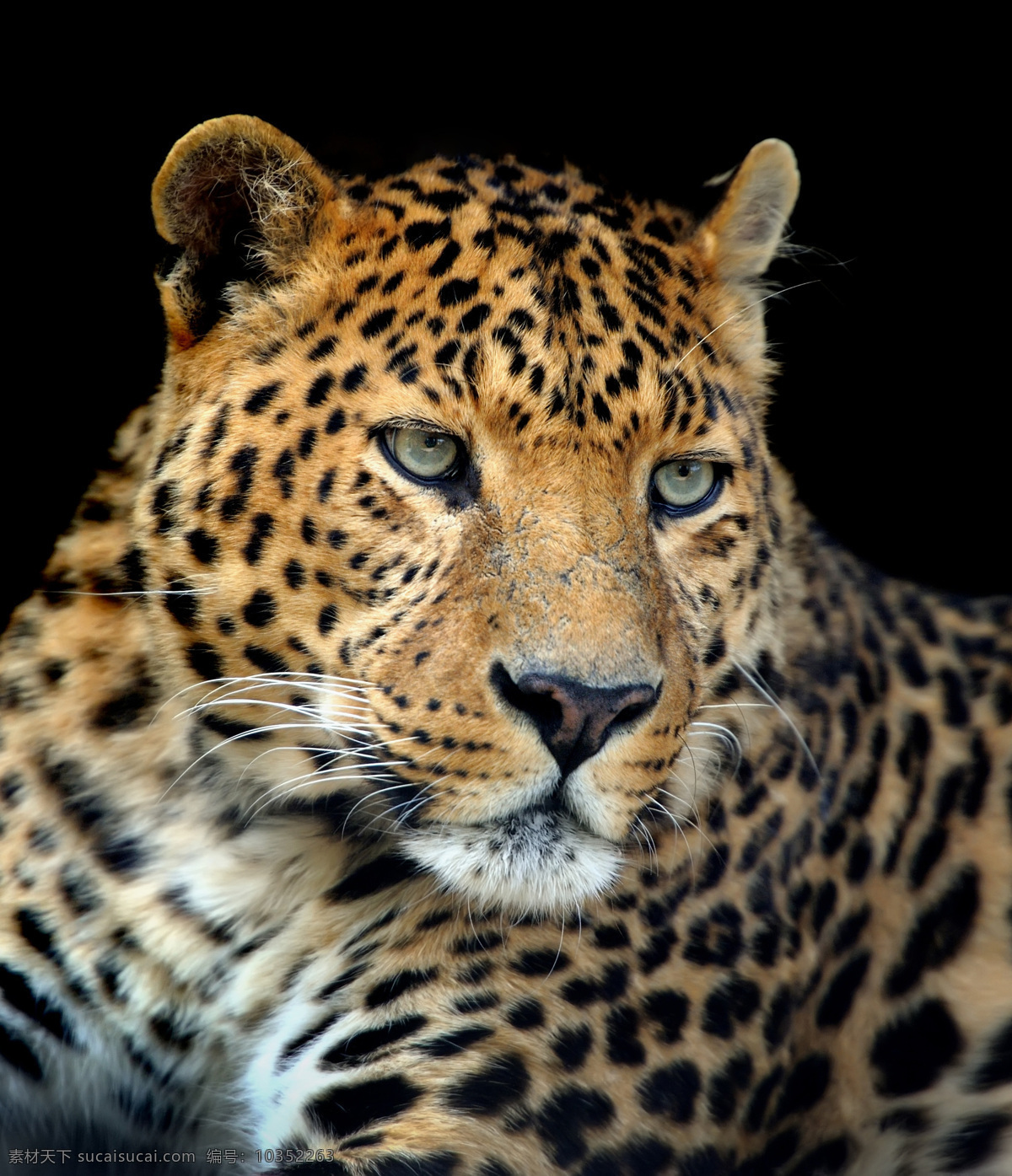 美洲豹 豹子特写 花豹 金钱豹 猎豹 非洲豹 动物 生物世界 野生动物