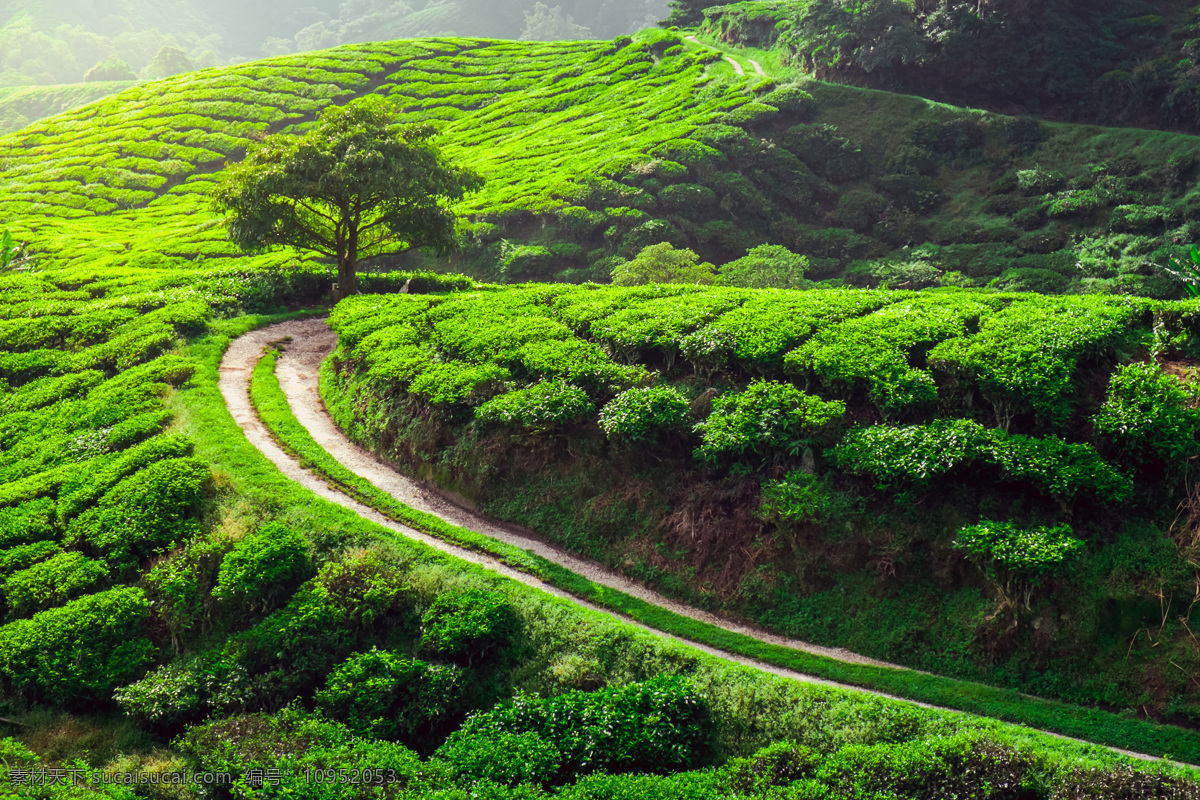 美丽 茶叶 风景 茶园 茶田 茶山 绿茶 自然风景 美丽风景 景色 农业生产 现代科技