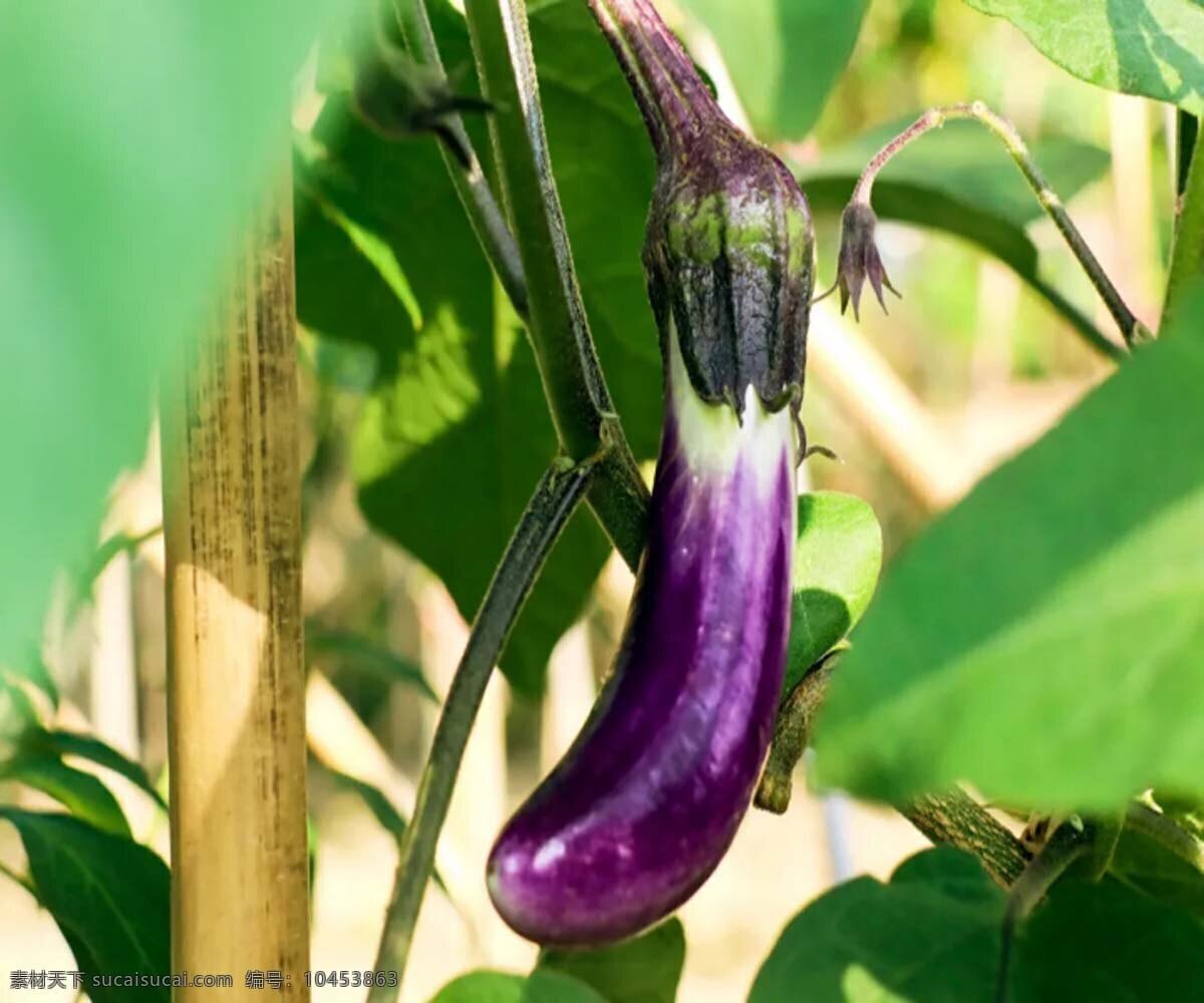 茄子 紫色 长条 蔬菜 营养 丰富 生活百科 生活素材