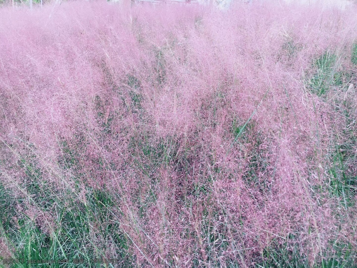 粉红色毛草 粉红色 毛草 花草 植物 生物世界