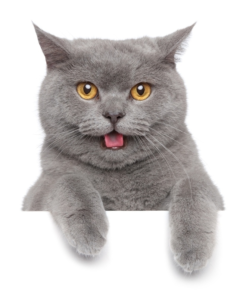 宠物猫图片 喵 猫咪 宠物 萌宠 家猫 动物 可爱 萌猫 小猫 宠物猫 喵星人 可爱的动物 生物世界 家禽家畜