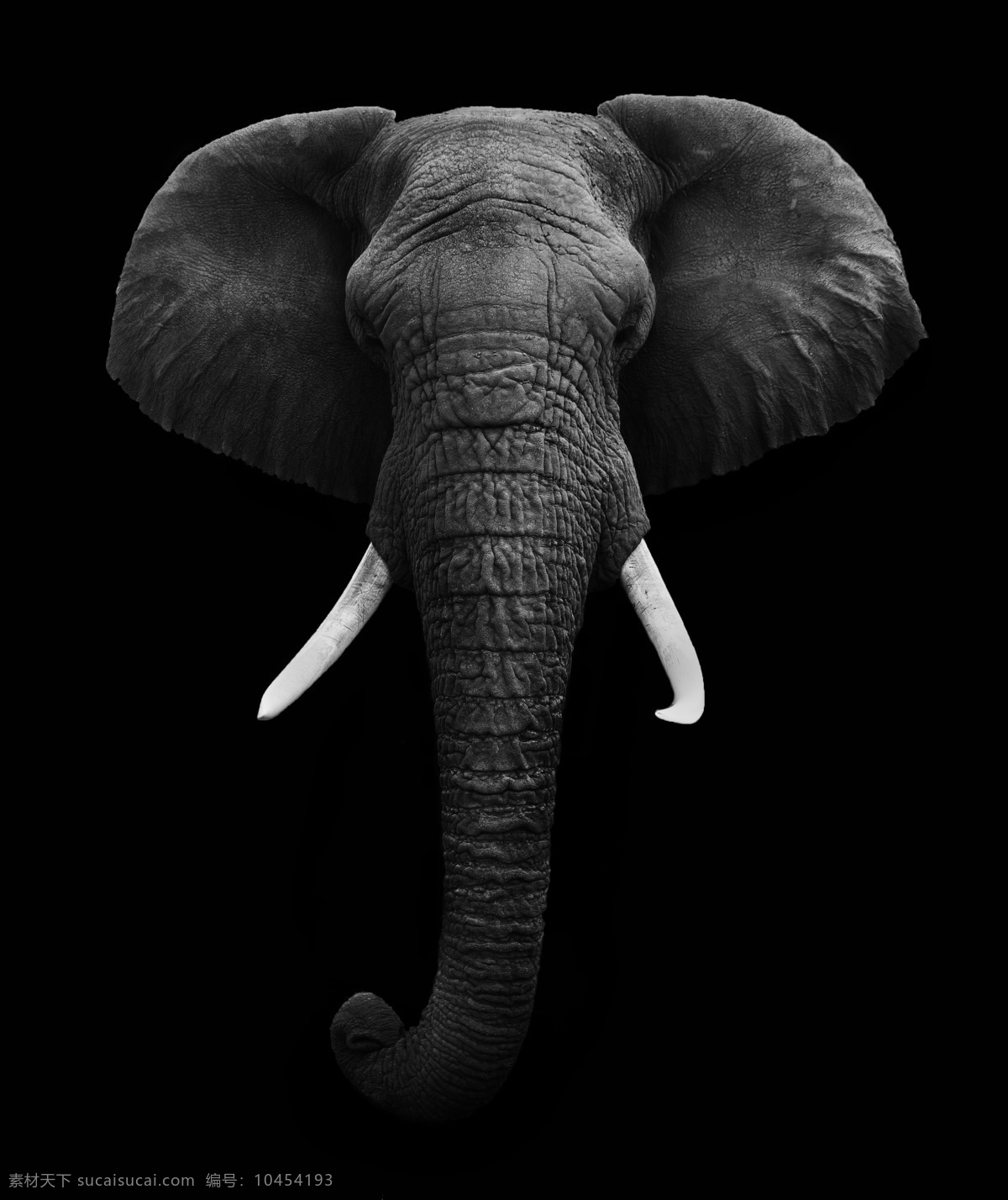 野生大象摄影 大象 象 野生动物 动物世界 陆地动物 生物世界 非洲大象 其他类别 生活百科 黑色