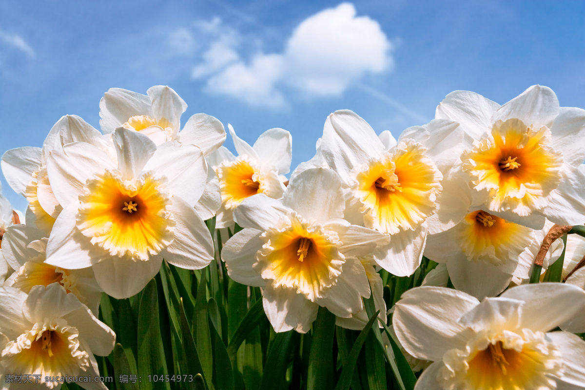 水仙花 高清 大全 白色鲜花 唯美花朵 自然花朵 浪漫花朵 蓝天白云