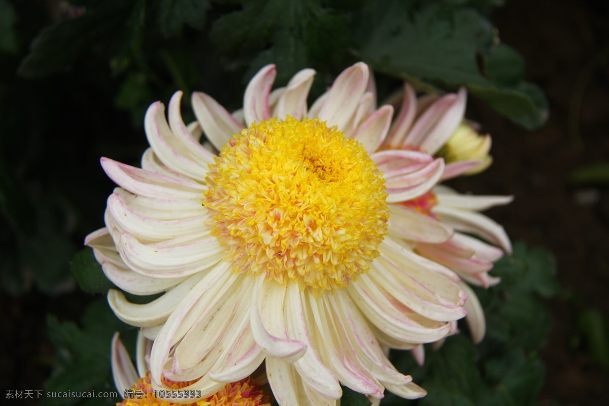 菊花 花草 开封 生物世界 二 十 九 届 展览会 菊展 秋菊 开 封二 花会 装饰素材 展示设计