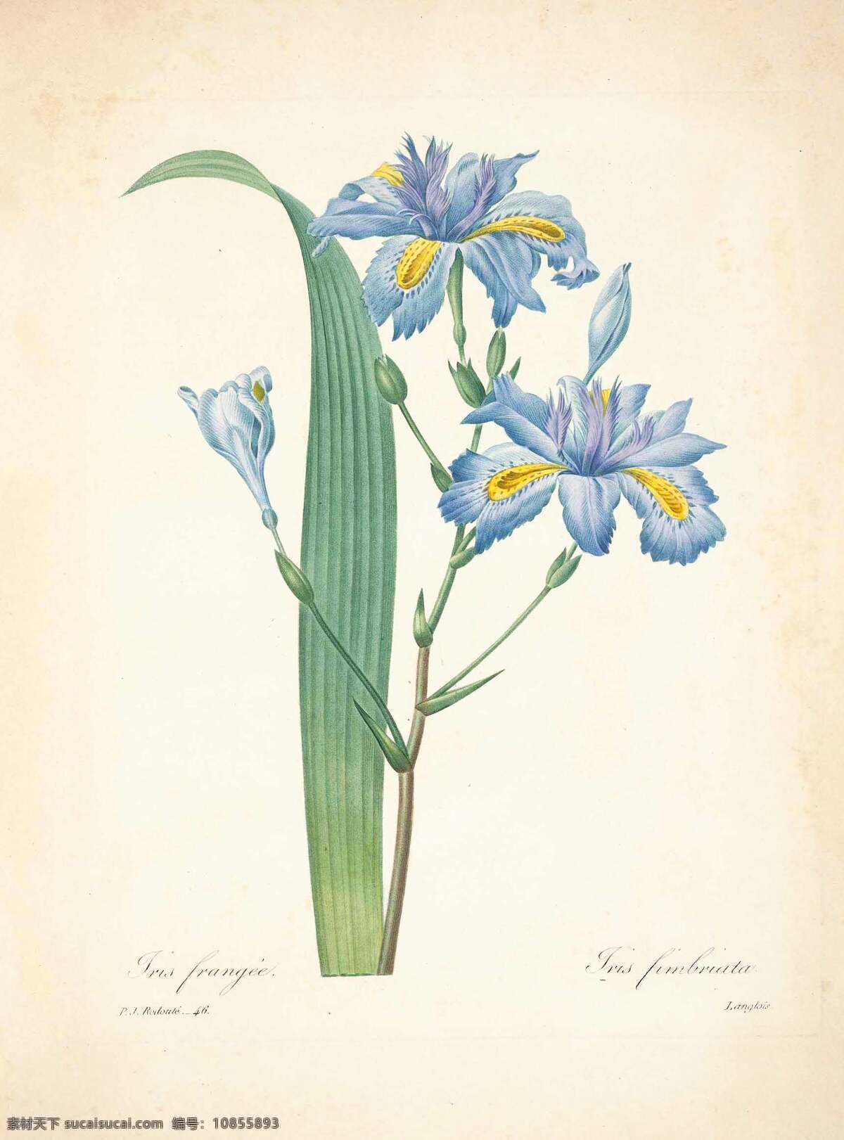 植物手绘 花类图鉴 田园 装饰画 墙画 手绘 未分层 文化艺术 绘画书法