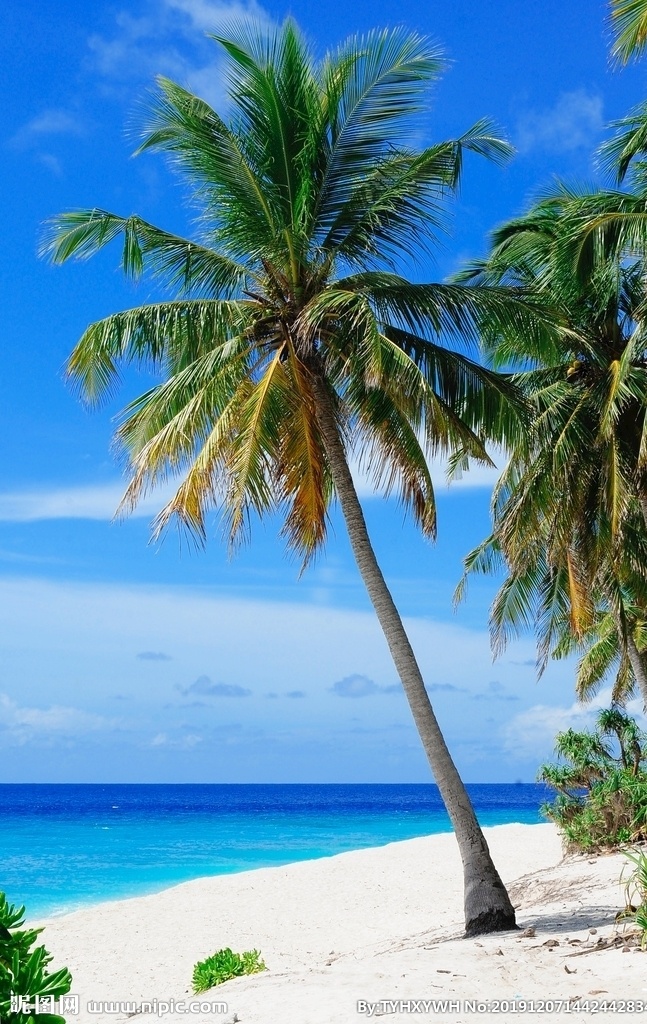 海景与阳光 海边 沙滩 椰子树 阳光 自然景观 山水风景