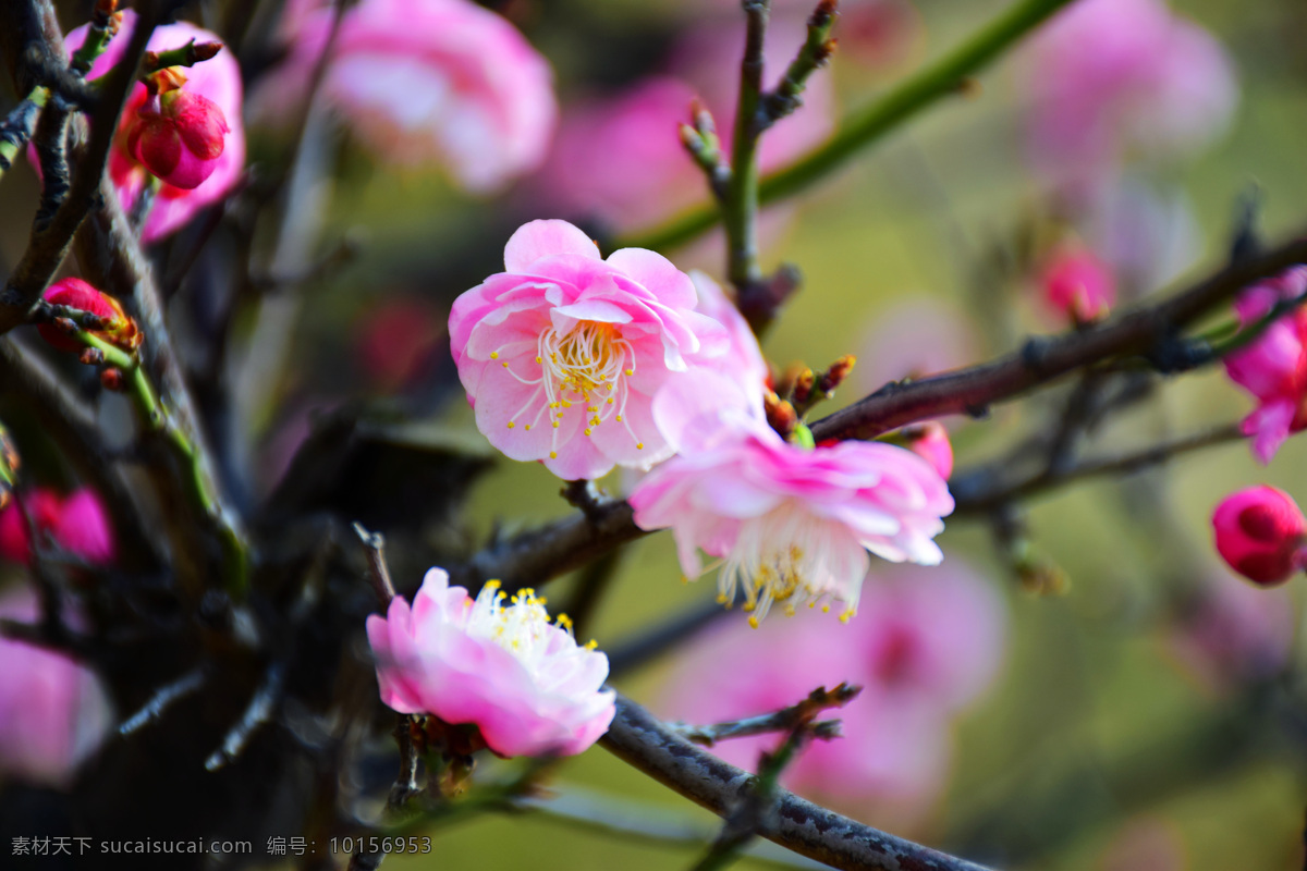樱花 樱树 漂亮 白色 粉色 鲜花 中山公园 樱花节 春天 粉红樱花 生物世界 花草
