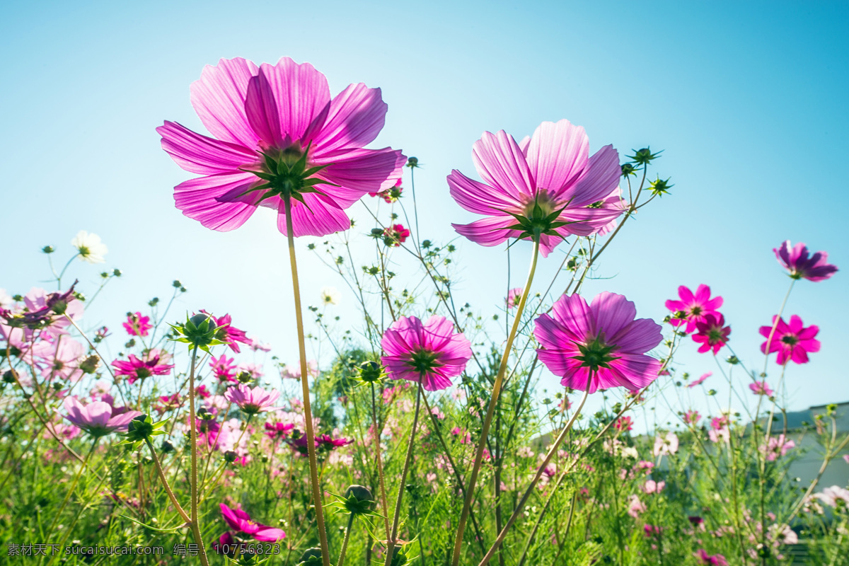 格桑 花 高清 摄影图片 花丛 绽放 花卉 花朵 开花 自然 粉色 格桑花 生物世界 花草