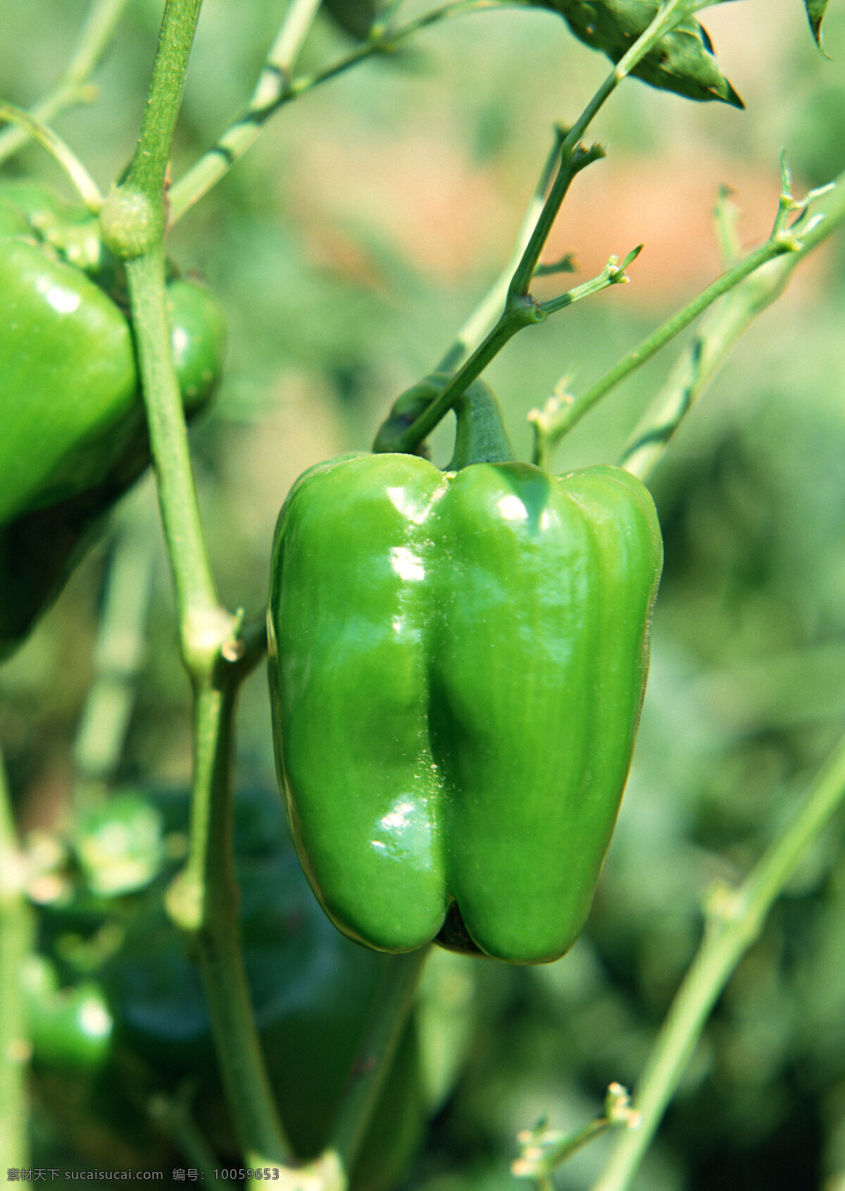 辣椒 绿色蔬菜 青椒 生物世界 蔬菜 新鲜蔬菜 植物 青椒苗 无公害蔬菜 健康蔬菜 高清蔬菜 蔬菜主题 风景 生活 旅游餐饮