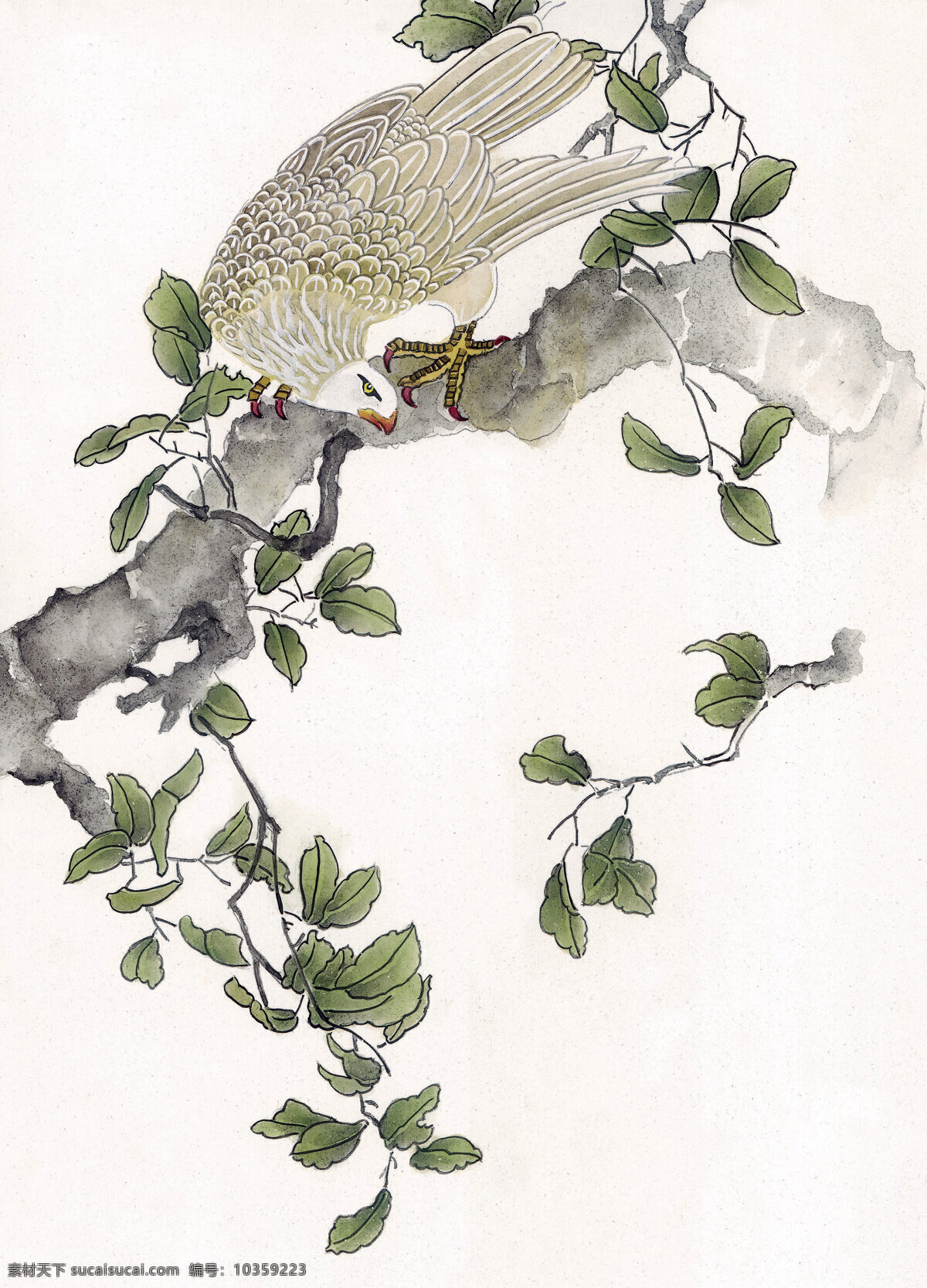 鹰 工笔花鸟 国画0235 国画 设计素材 花鸟画篇 中国画篇 书画美术 白色
