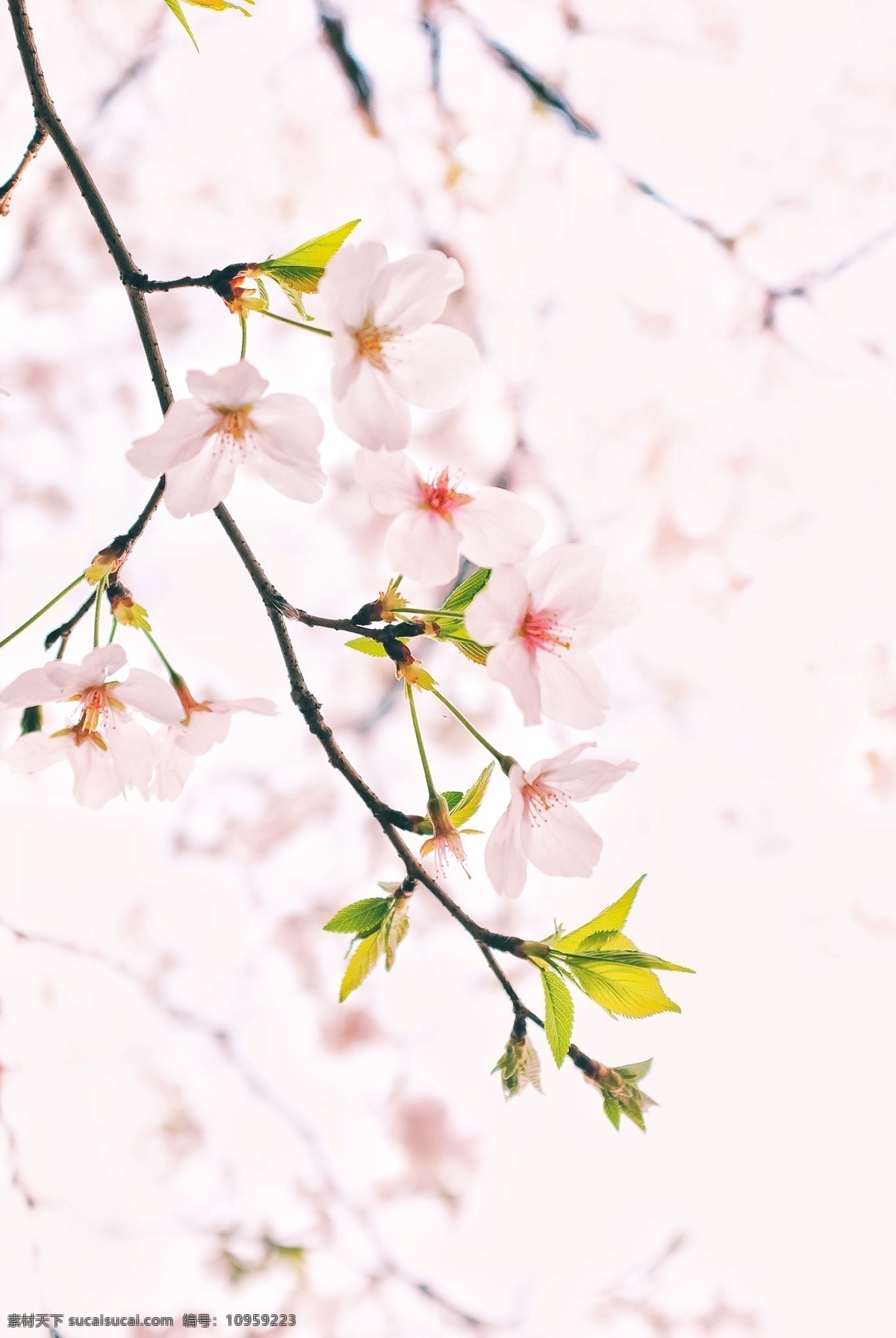 春天 粉嫩 粉色 粉红 樱花 唯美 清新 春 生物世界 花草
