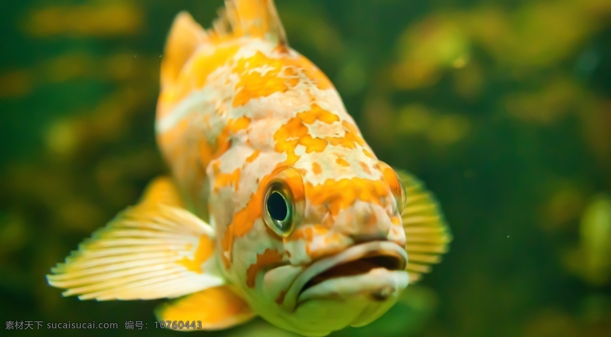 斑驳 海洋 花纹 生物 生物世界 世界 鱼类 漂亮 可爱 黄花鱼 黑眼睛 前鳍 嘴巴 微张 游弋