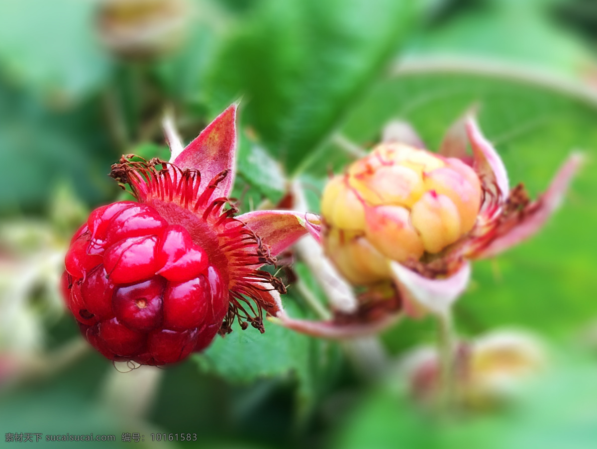 树莓 植物 草莓 秋天 成熟 果子 水果 生物世界