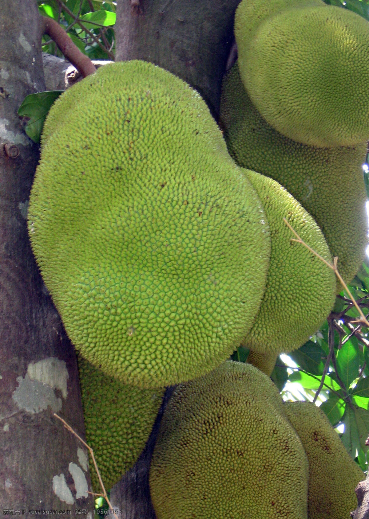 菠萝蜜 海南 三亚 大树菠萝 菠萝蜜树 植物 水果树 水果 生物世界 热带水果