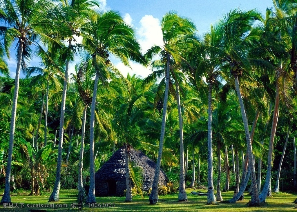 海滩椰子树 海南 沙滩 海边 大海 阳光 蓝天 日光浴 绿树 常绿乔木 风光 碧海 椰树 旅游 森林 神秘 自然景观 自然风景