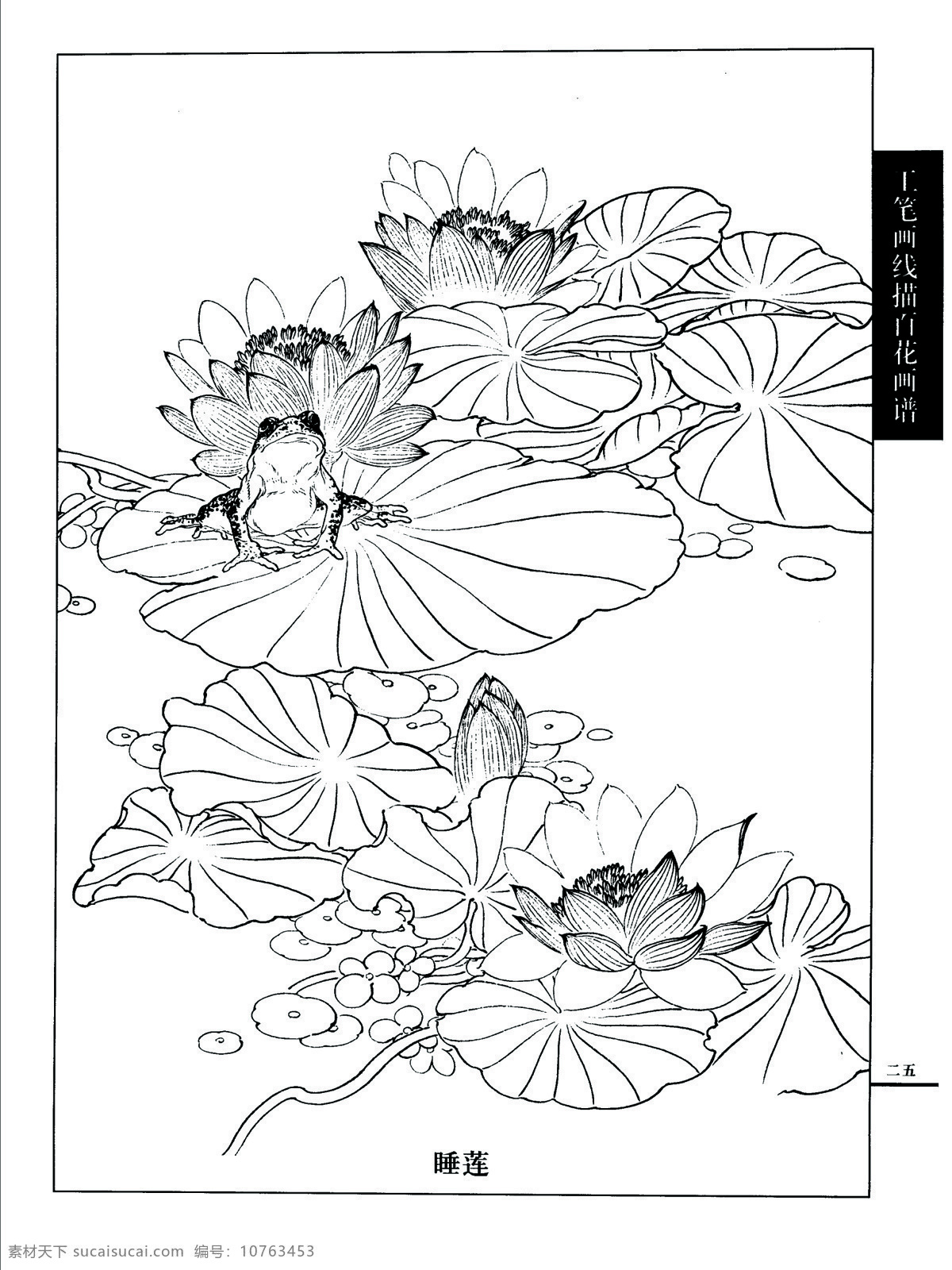 白描 荷花 青蛙 文化艺术 绘画书法 设计图库