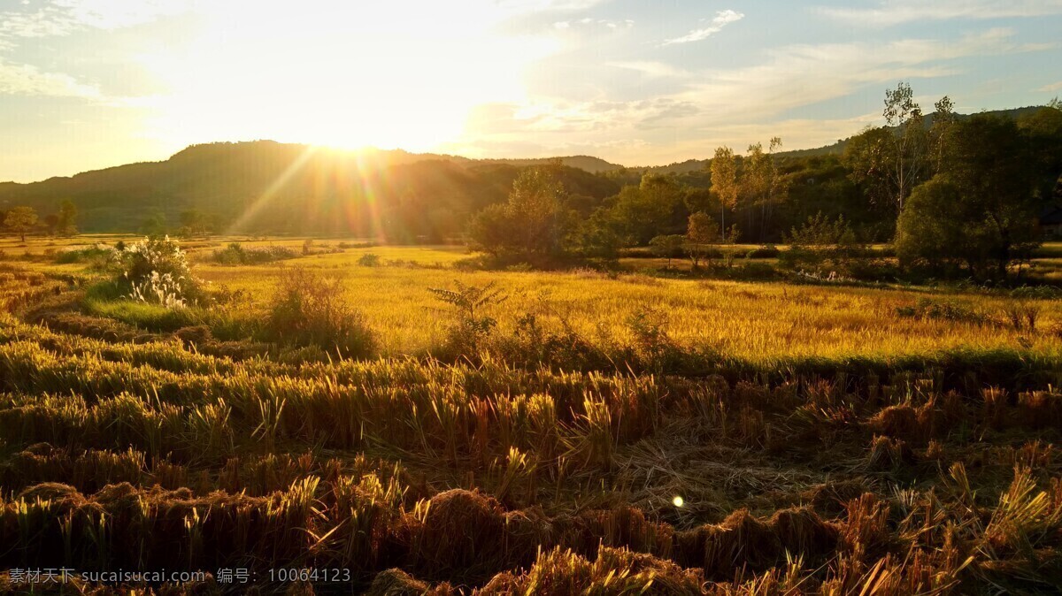 丰收的田野 丰收 秋色 稻谷 田野 夕阳 稻田 大别山一景 自然景观 田园风光