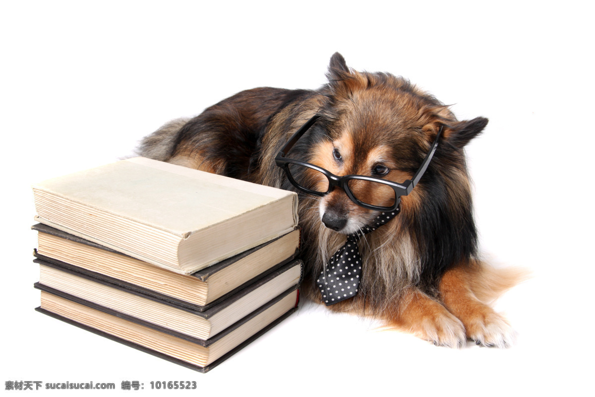 狗狗学习 眼镜狗 宠物狗 牧羊犬 书籍 领带 非主流动物