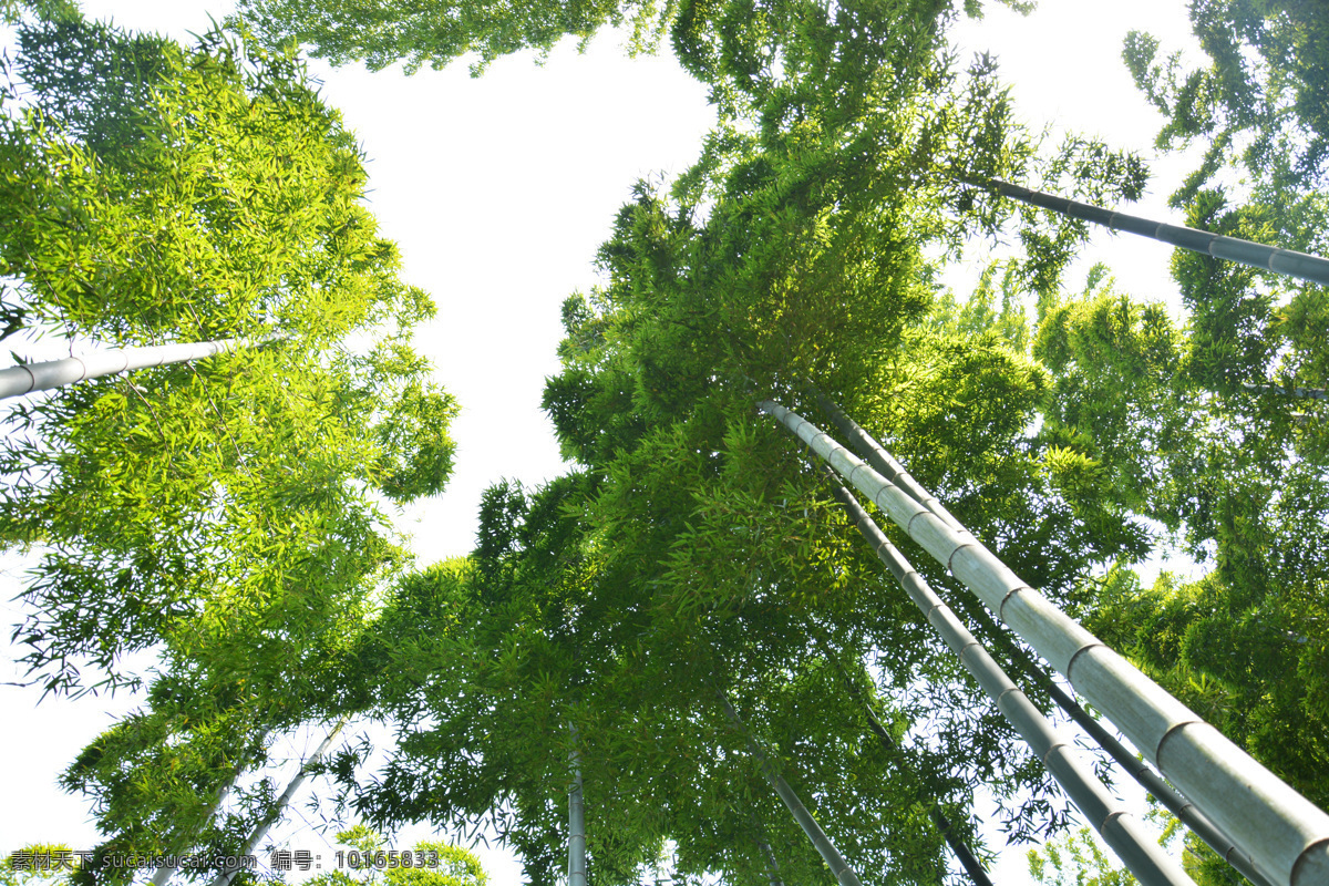 竹子 毛竹 笋 绿色 踏青 自然景观 山水风景