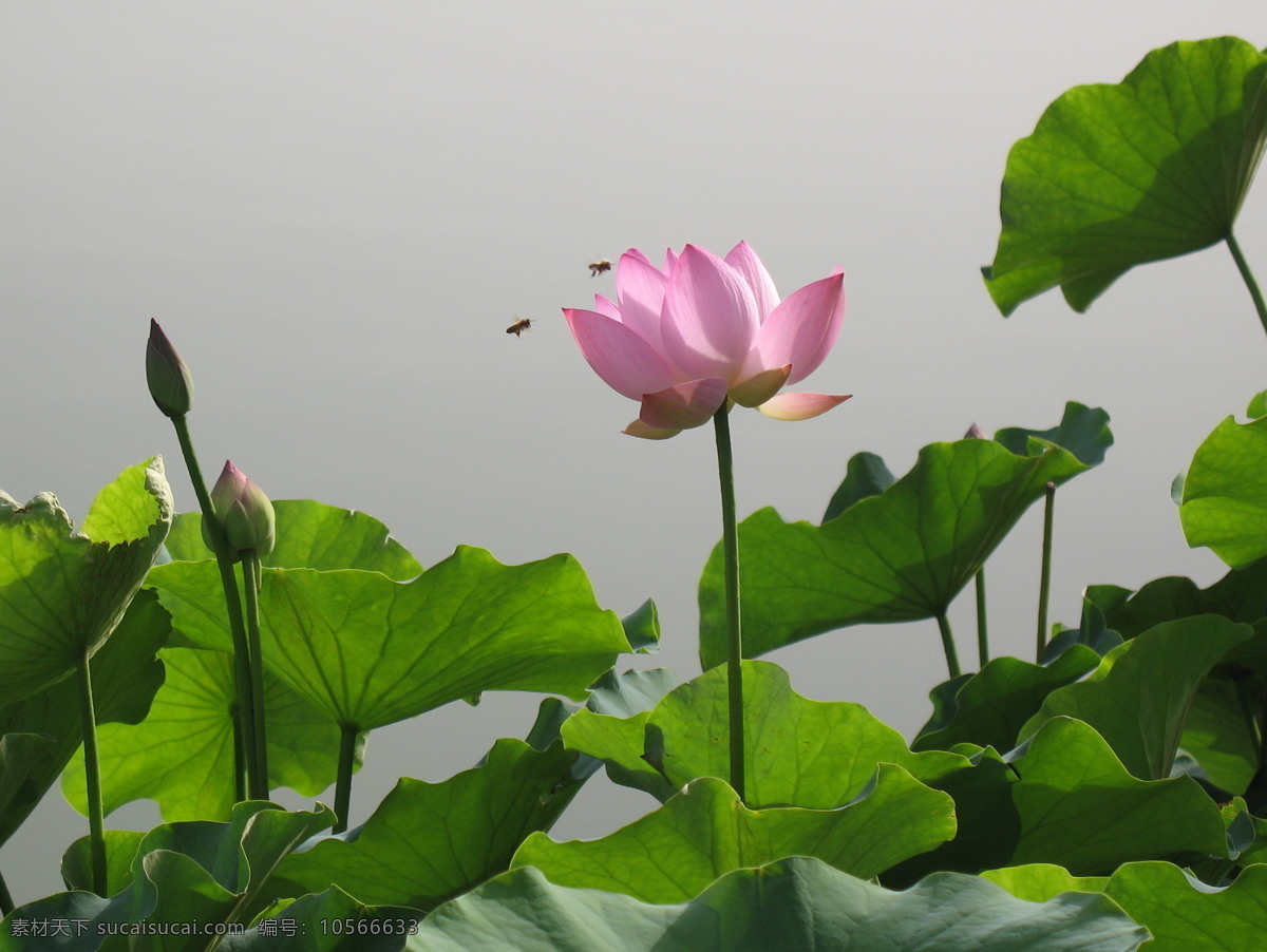 荷花 清廉 廉洁 莲花 芙蕖 水芝 水芸 水目 泽芝 水华 菡萏 水旦草 芙蓉 水芙蓉 玉环 六月春 中国莲 六月花神 藕花 灵草 玉芝 凌波仙子 水宫仙子 君子花 花草 生物世界