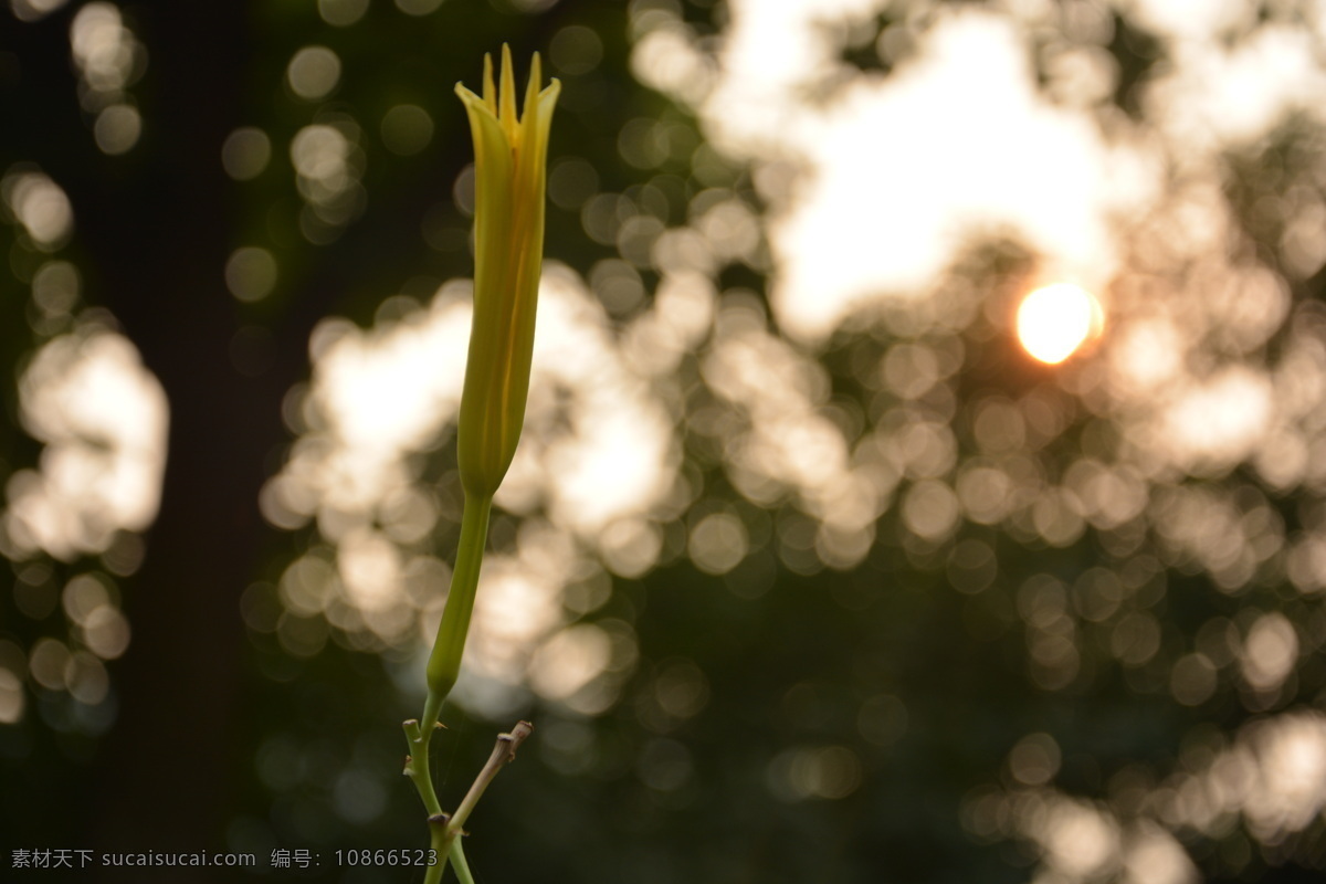 夕阳下的花 夕阳 花 风景 生命 安静 温柔