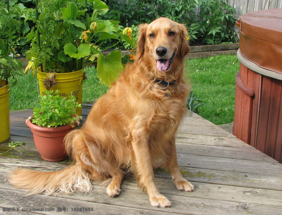 大型 金毛 犬 高清 成年犬 金毛猎犬 金毛狗 猎犬 家犬