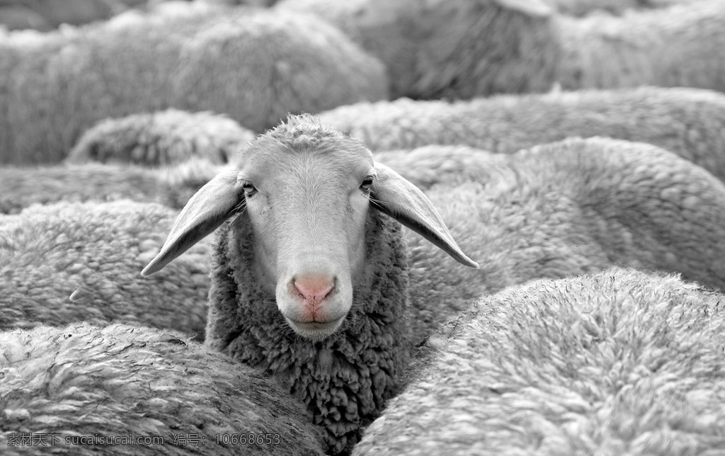 可爱 白色 绵羊 高清 羊 羊毛 羊群 动物 生物世界 野生动物
