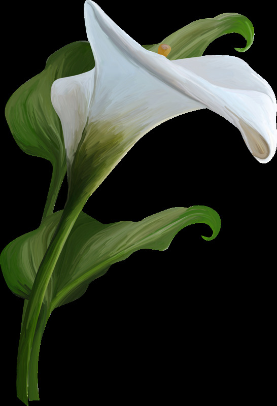 马蹄莲 花束 主题 元素 绿叶 花卉 装饰 绿色 白色 盛开