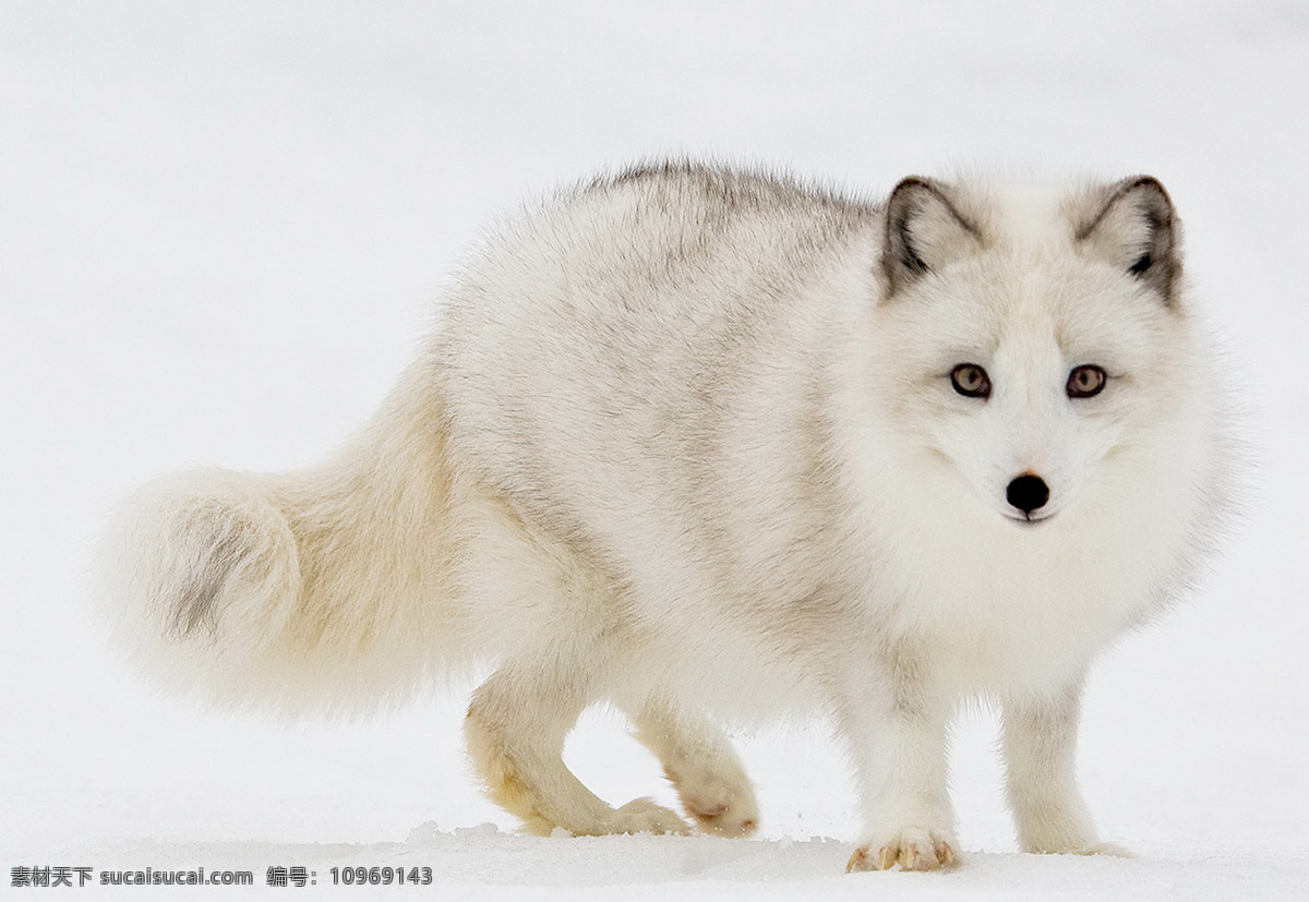 狐狸 狐 fox 北极狐 野生动物 生物世界