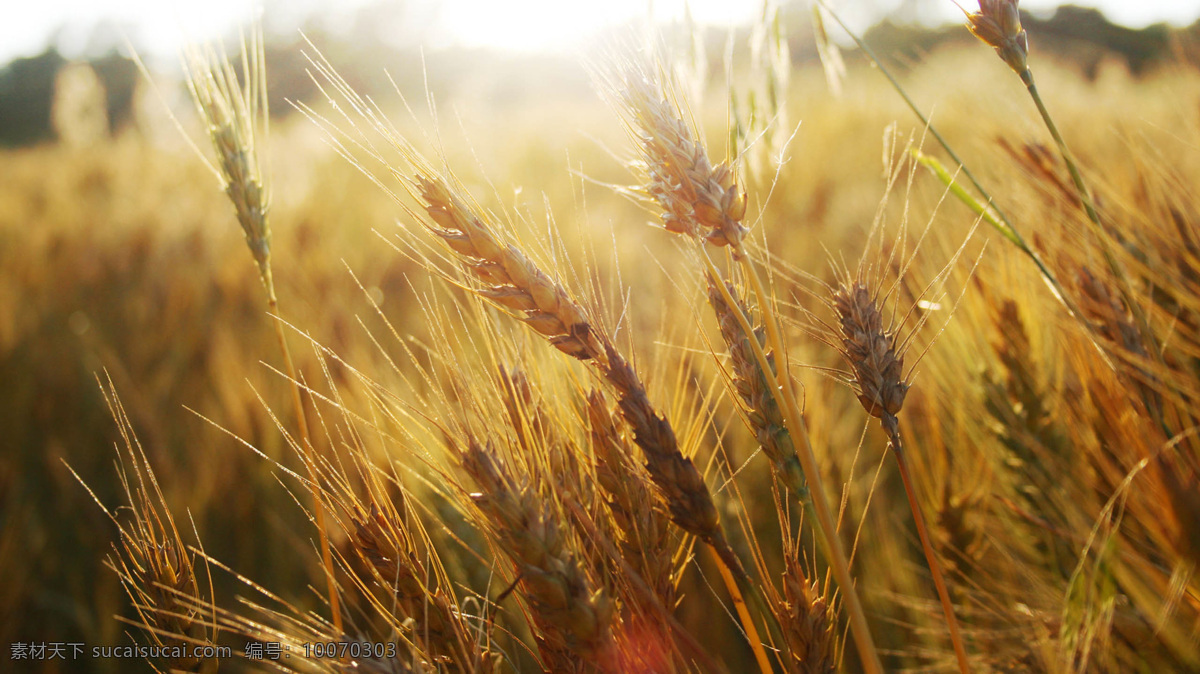 麦地 麦 小麦 麦田 成熟 粮食 田野 田园风光 自然景观 棕色