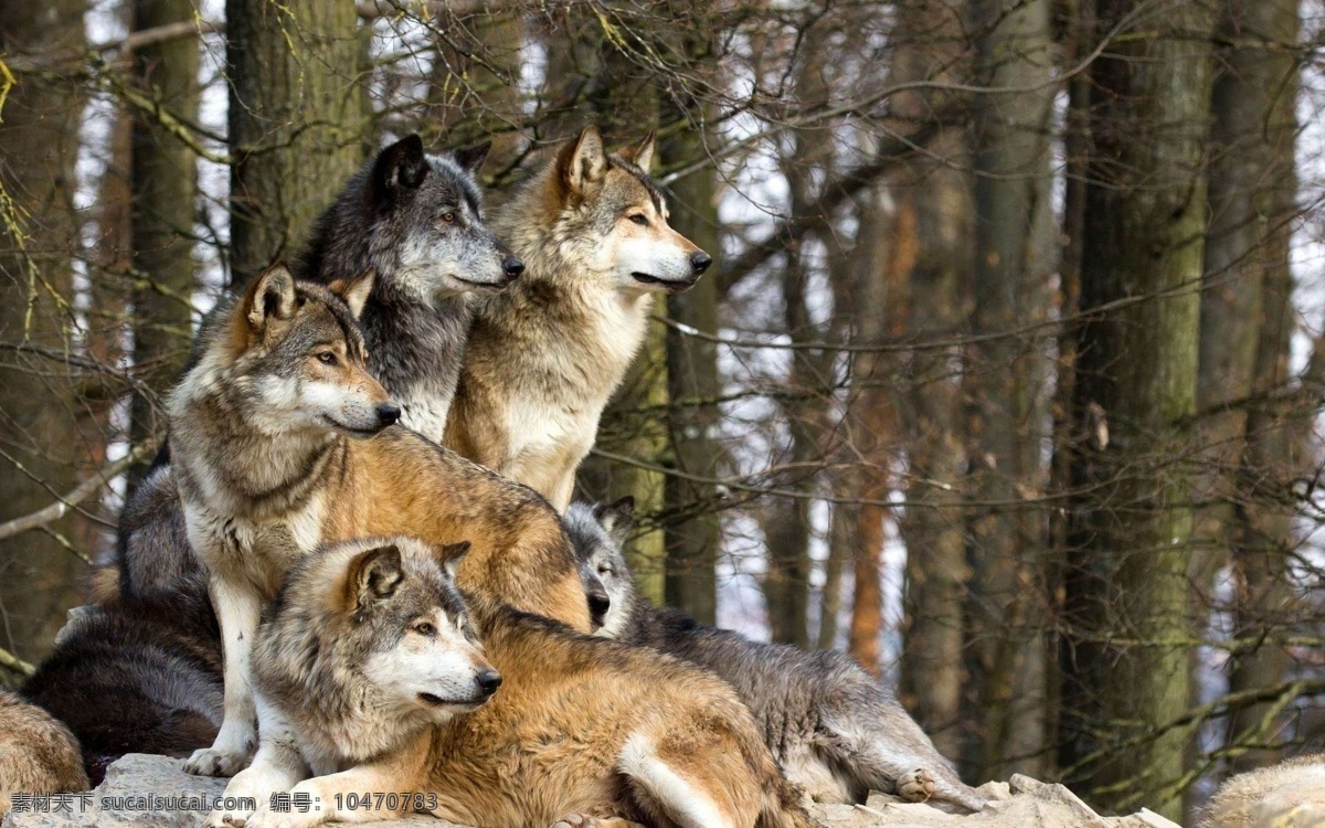 狼群 野生 动物 非人工驯养 濒危野生动物 物种保护 野生动物 系列 三 生物世界