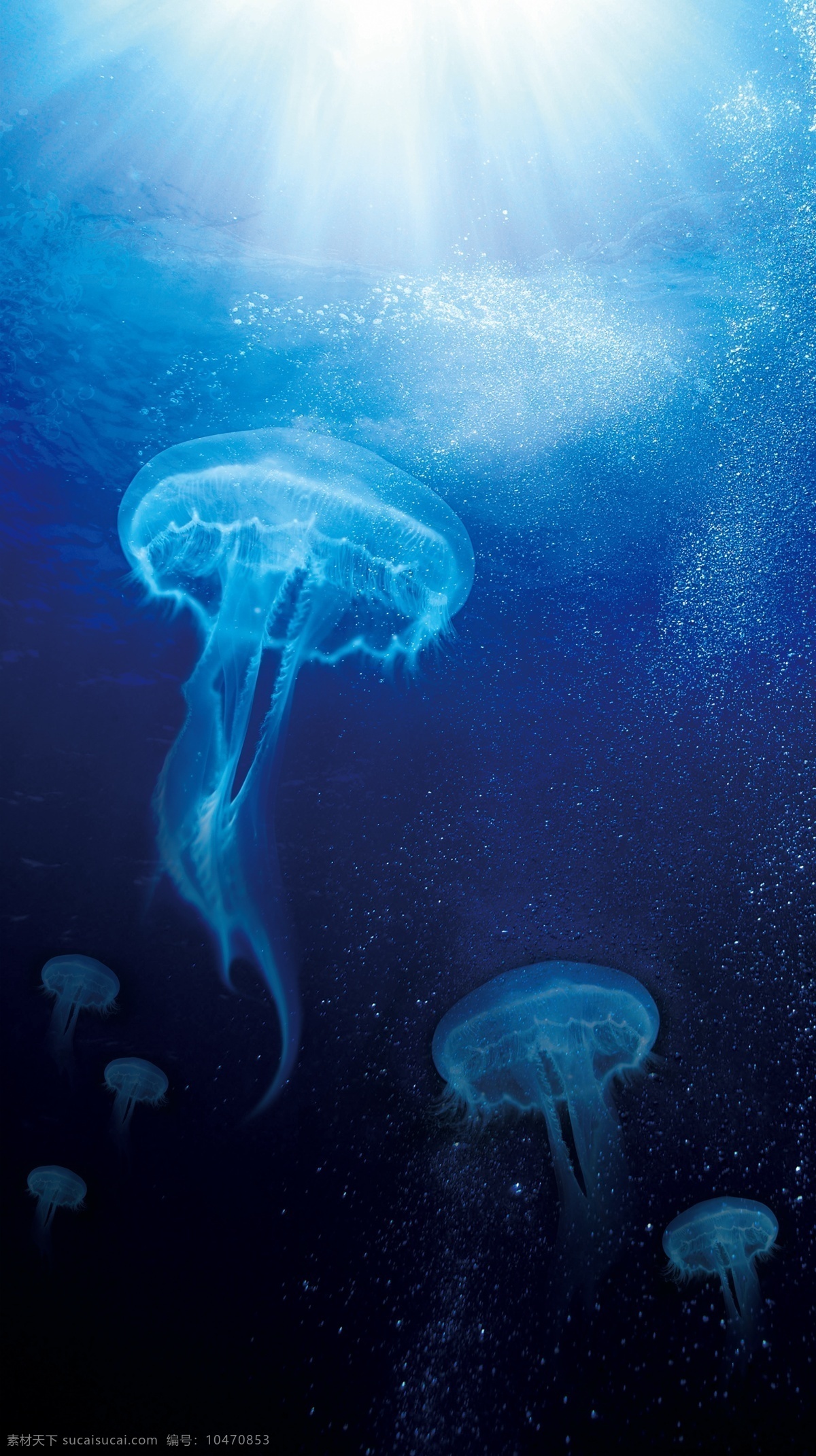 深海水母 水母 海洋 海底 深海 水生物 分层 源文件