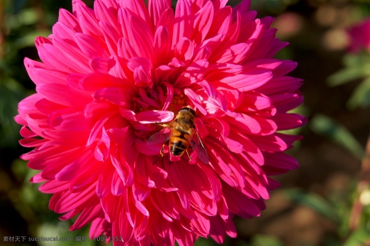 蜜蜂 花朵 粉色花 昆虫 忙碌 生物世界 盛开 蜜蜂与花朵 采蜜 花粉