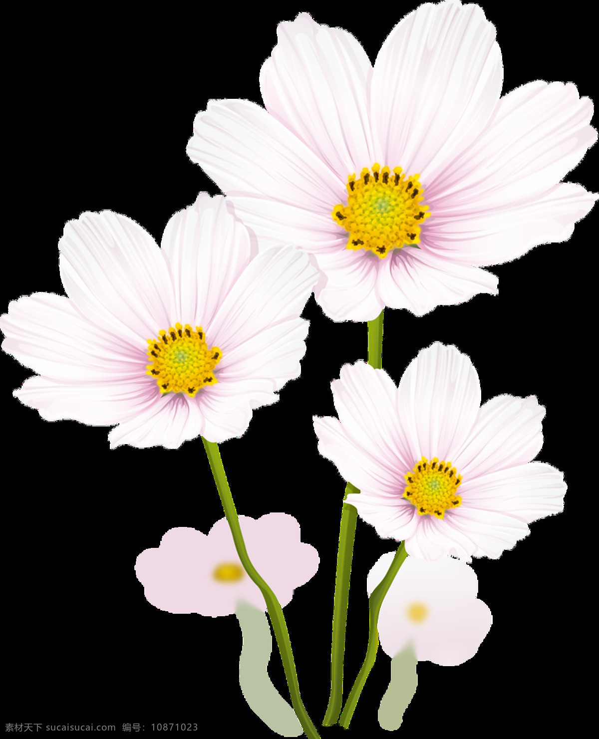 少女 系 粉色 花卉 通 透明 海报设计装饰 抠图专用 设计素材 淘宝素材 甜美 透明素材 装饰 装饰图案
