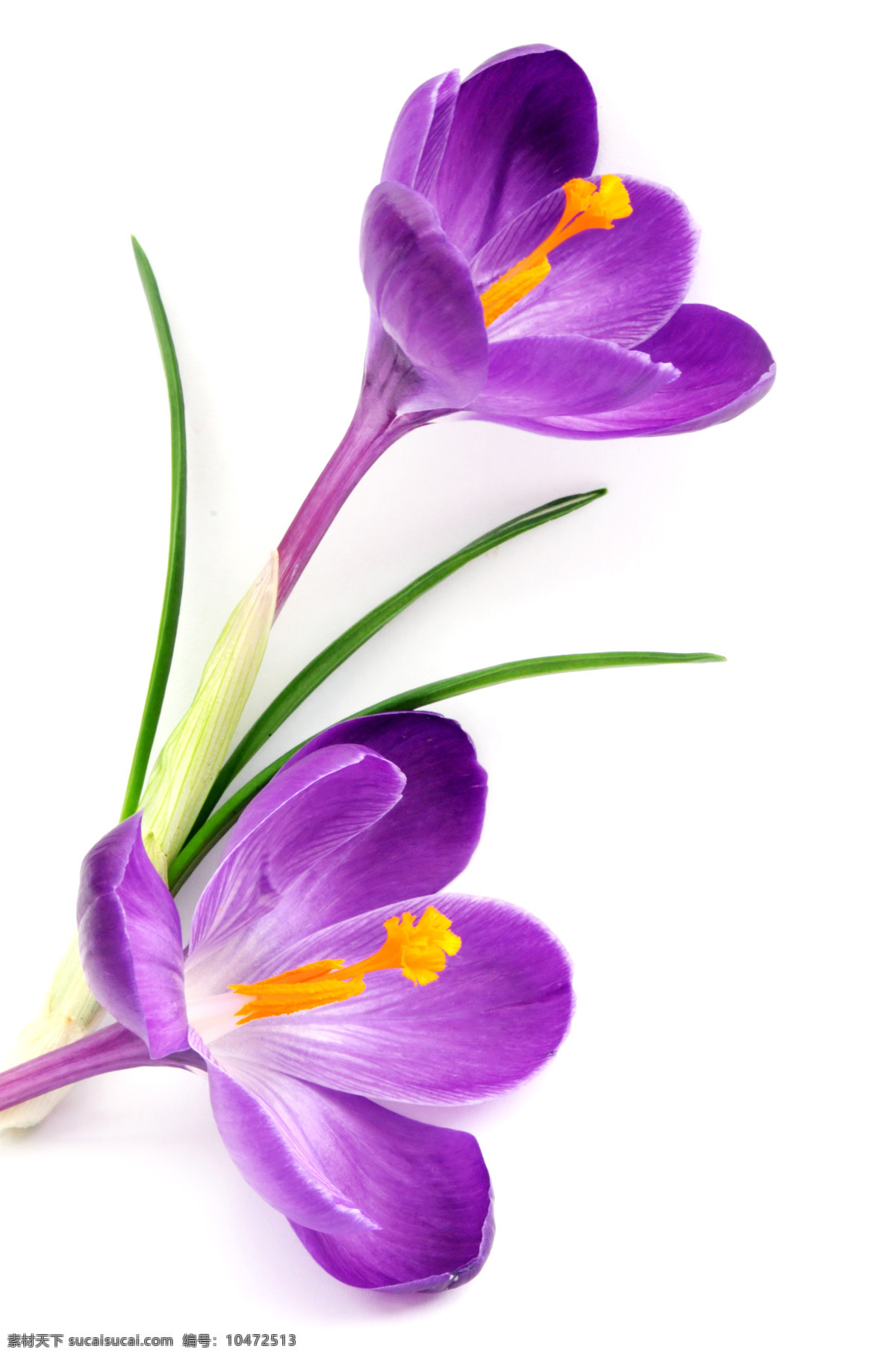 番 红花 植物 鲜花 番红花 淡紫色 花瓣 花蕊 花束 花草树木 生物世界