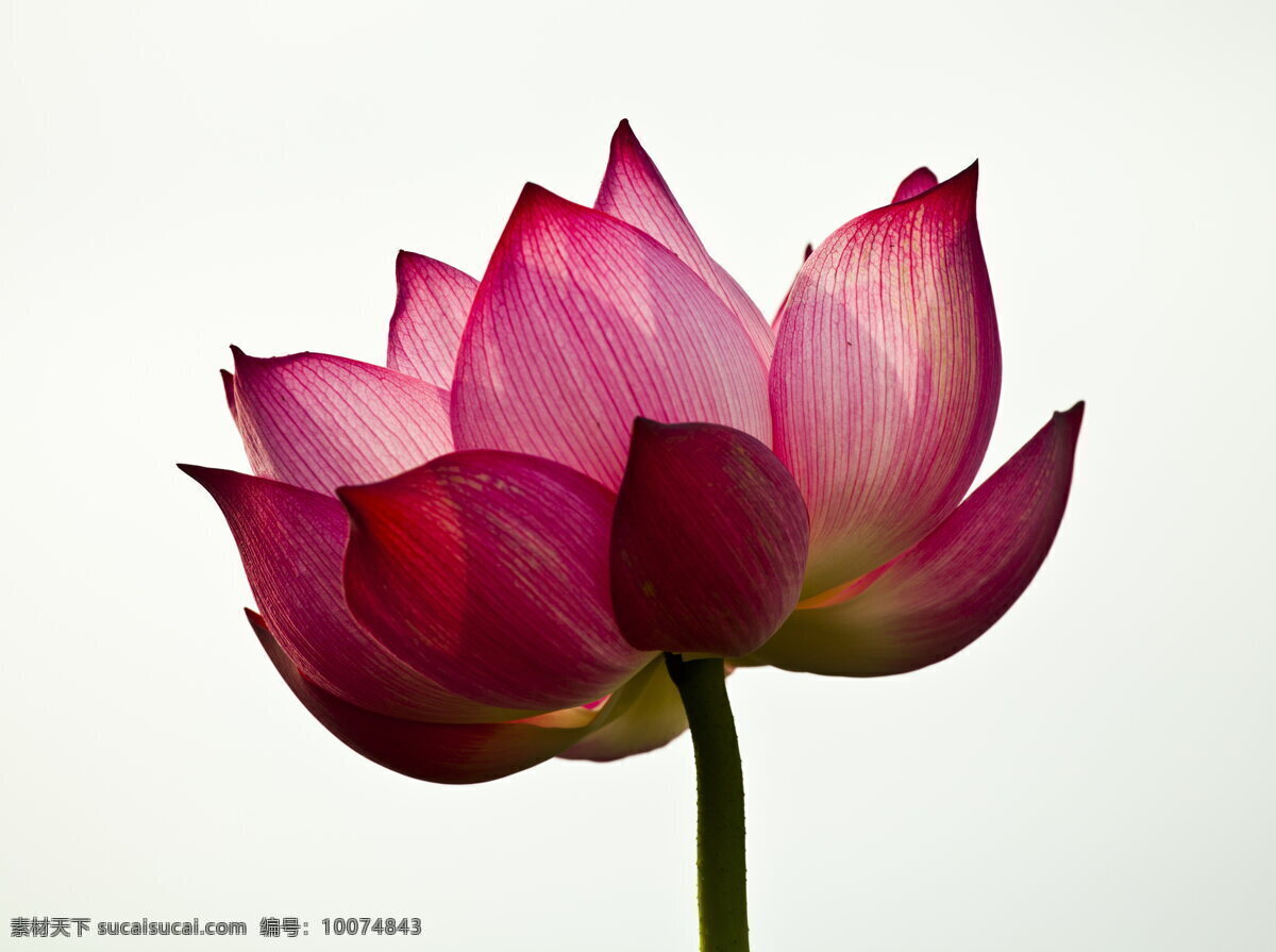 唯美 粉色 荷花 高清 美丽 粉色花朵 鲜花 唯美花朵