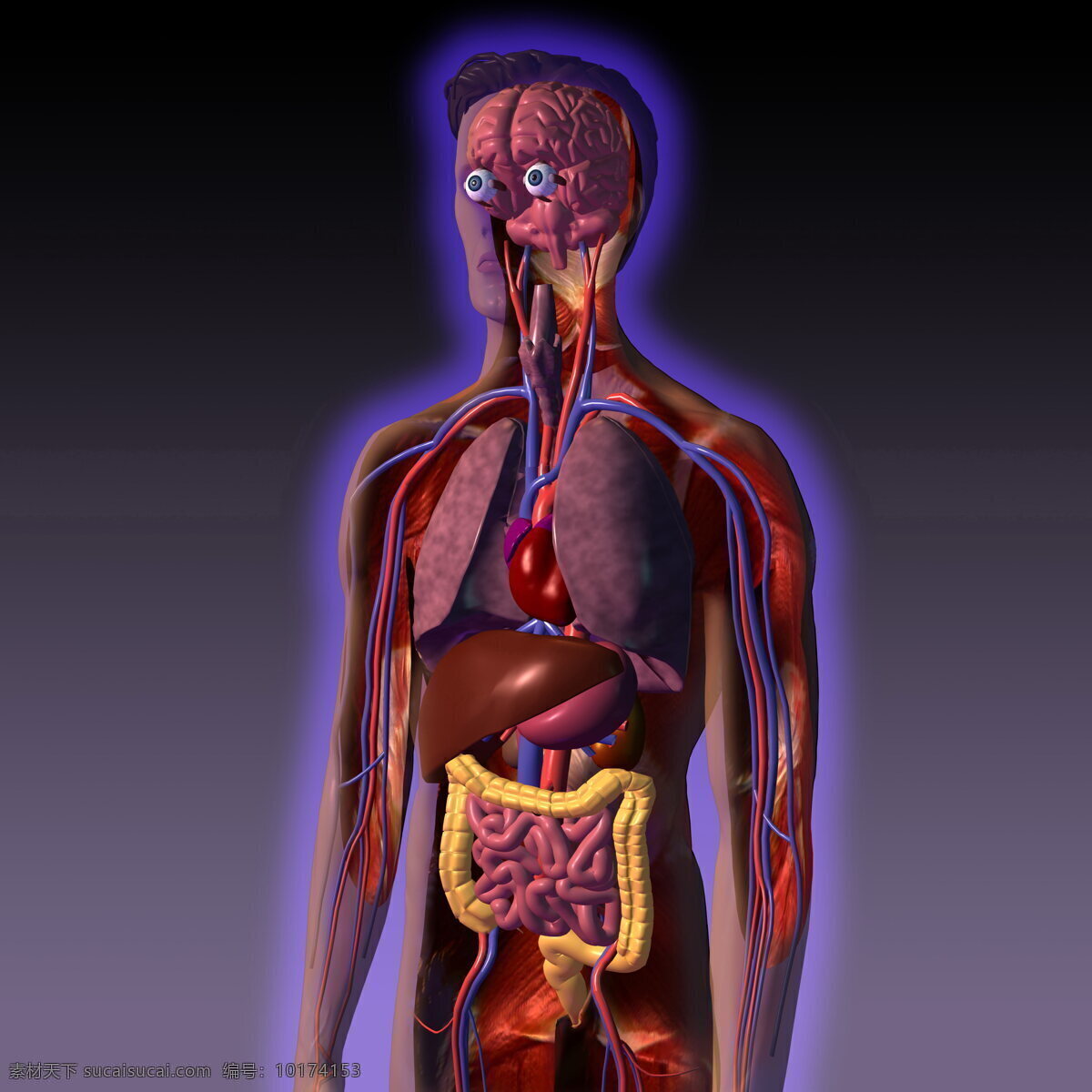 高清 人体 器官 分布 人体器官 人体解剖 肌肉 解刨图
