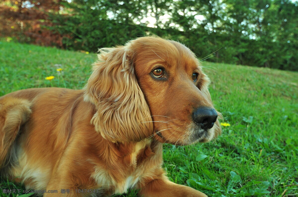 美国 可卡 犬 可卡犬 猎鹬犬 宠物狗 宠物 萌犬