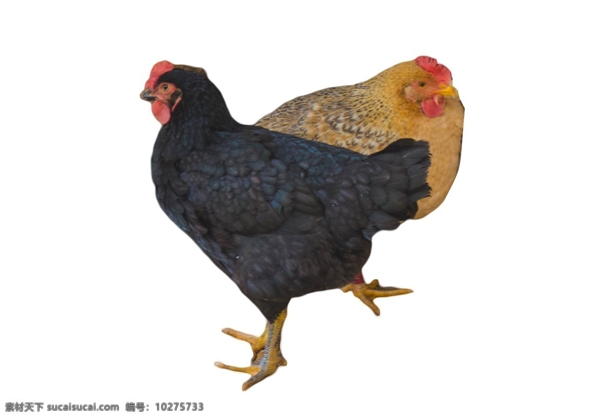 两 只 母鸡 溜溜 达达 动物 家禽 下蛋母鸡 溜溜达达 踱来踱去 吃虫子和粮食 美食 敏捷 速度 自由自在