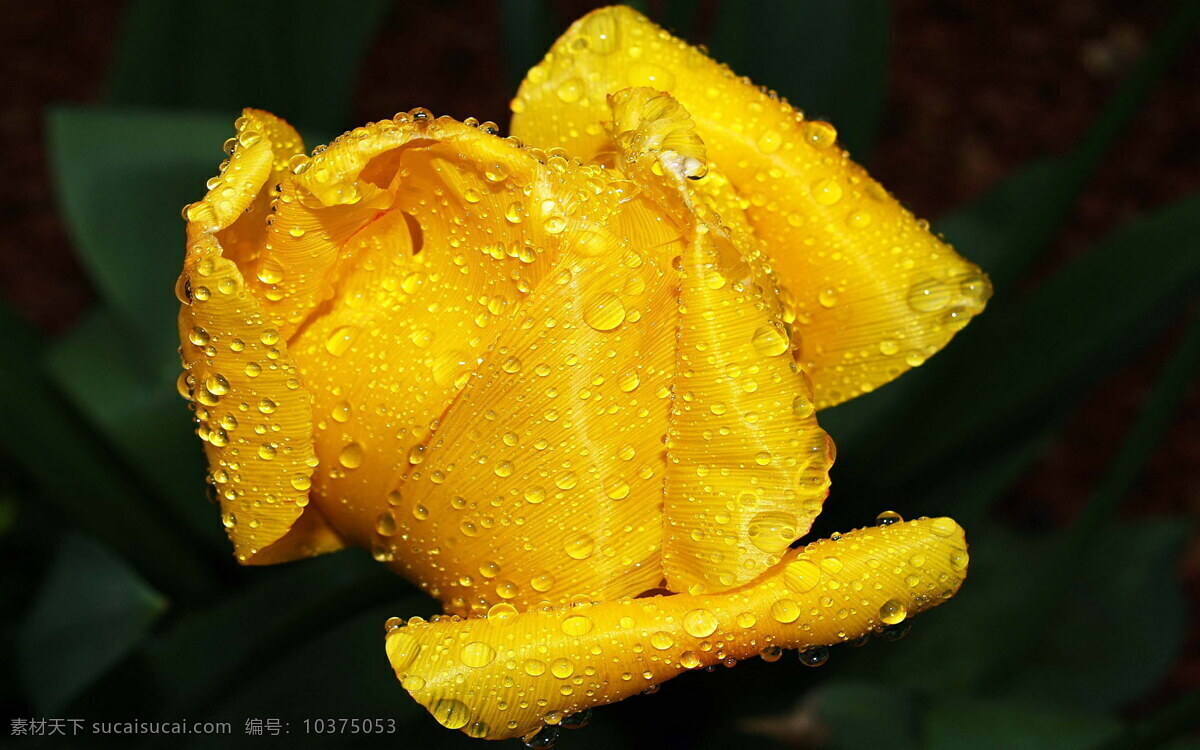 花卉免费下载 花朵 花朵素材 花朵图案 花朵图片库 花朵组成的心 花卉 风景 生活 旅游餐饮