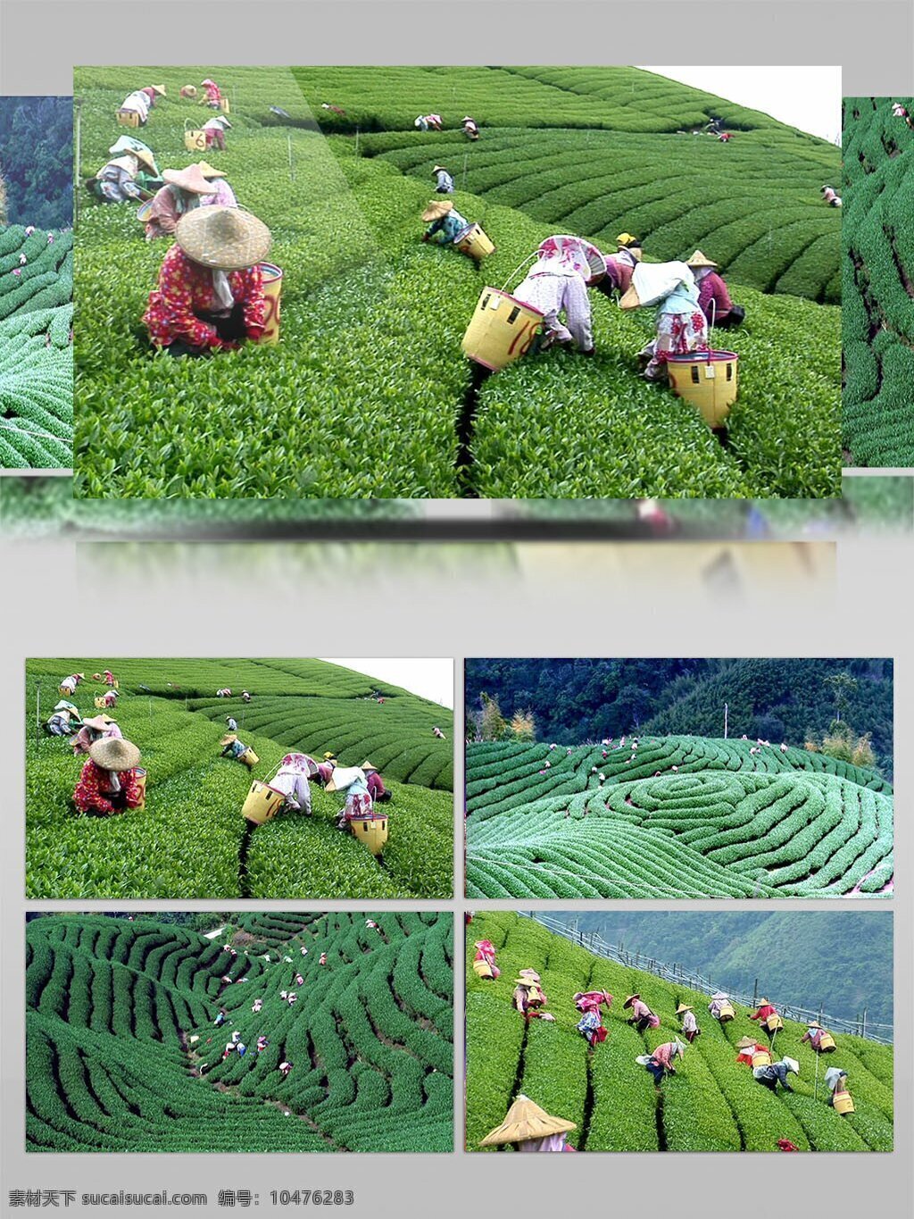 农村 种植 茶叶 采茶 视频 采集茶叶 乡村种植 茶园 农民